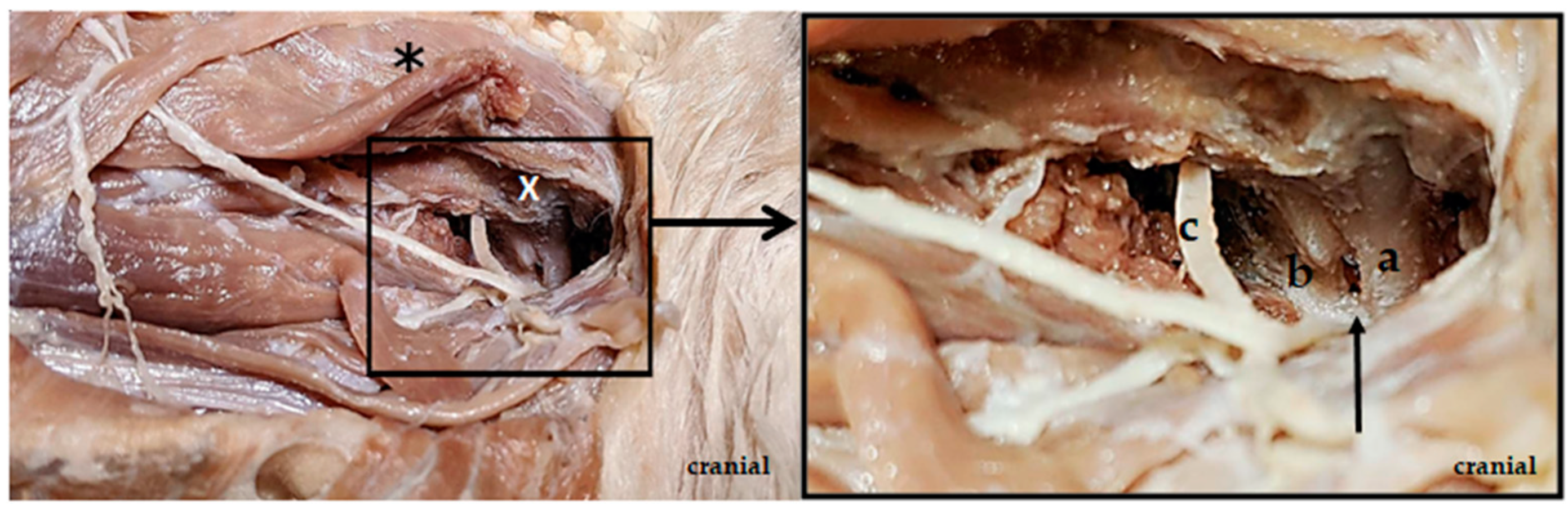 Animals 13 01780 g001 Animals 13 01780 g001
