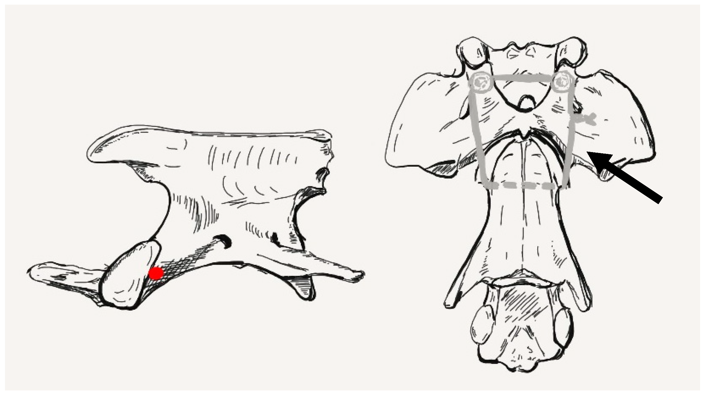 Animals 13 01780 g005 Animals 13 01780 g005