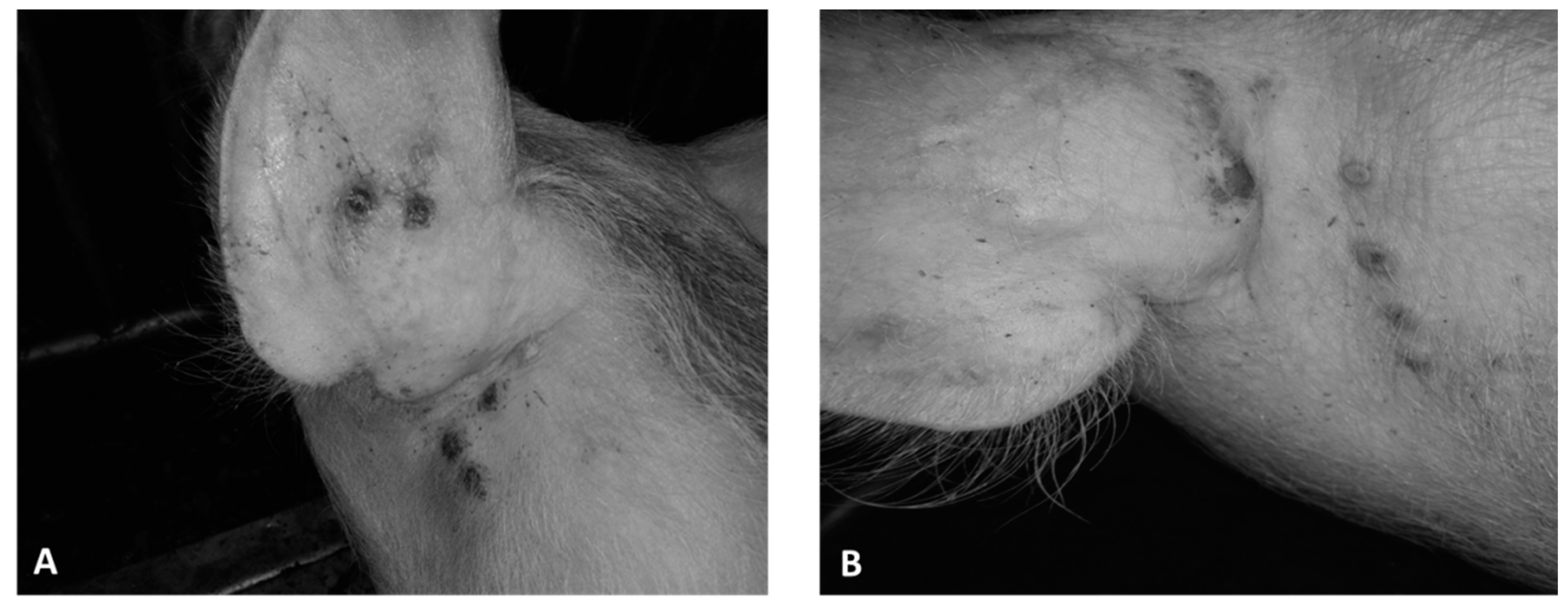 Animals 13 01786 g003