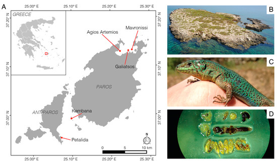 https://www.mdpi.com/animals/animals-13-01788/article_deploy/html/images/animals-13-01788-g001-550.jpg
