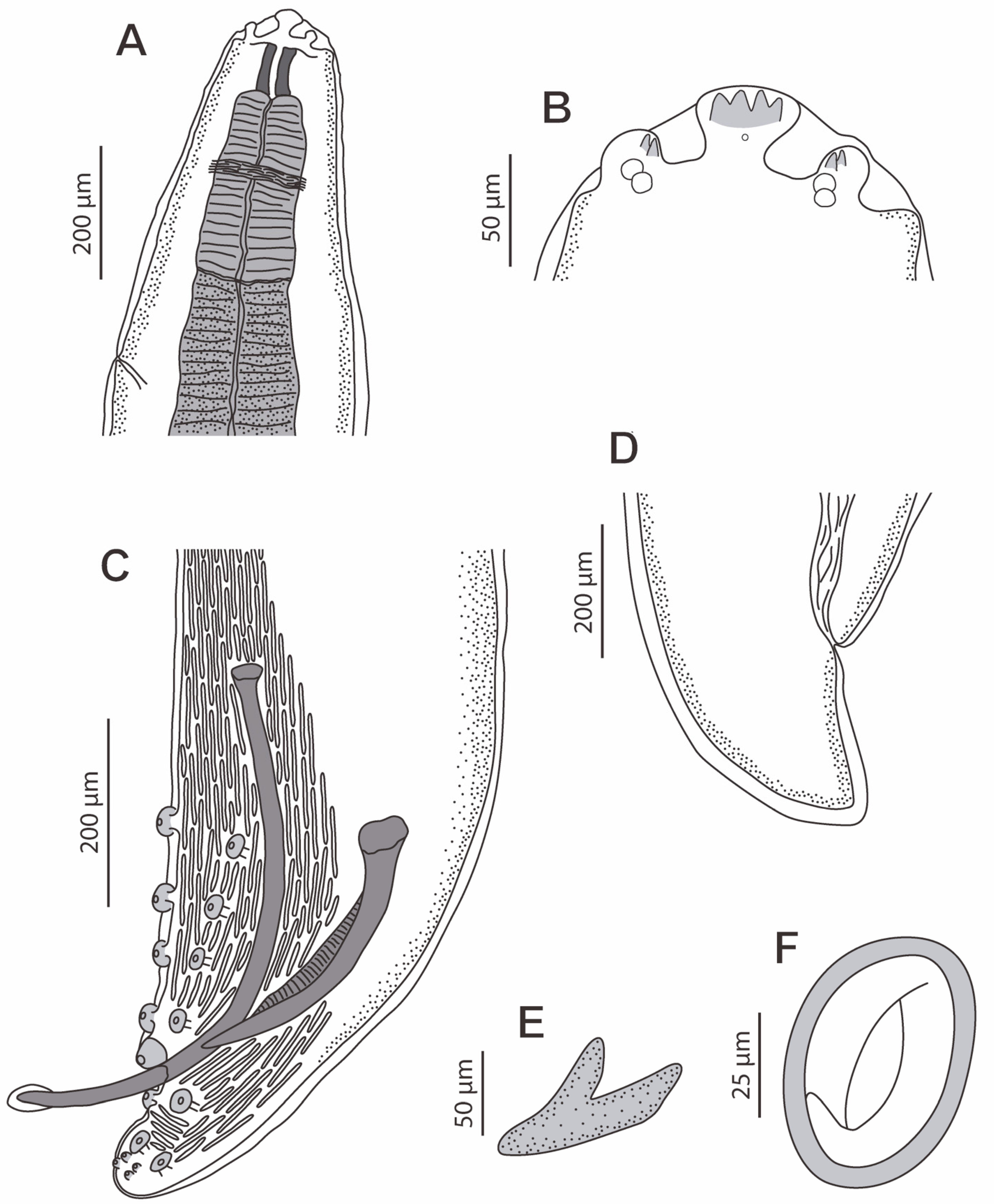 Animals 13 01806 g002
