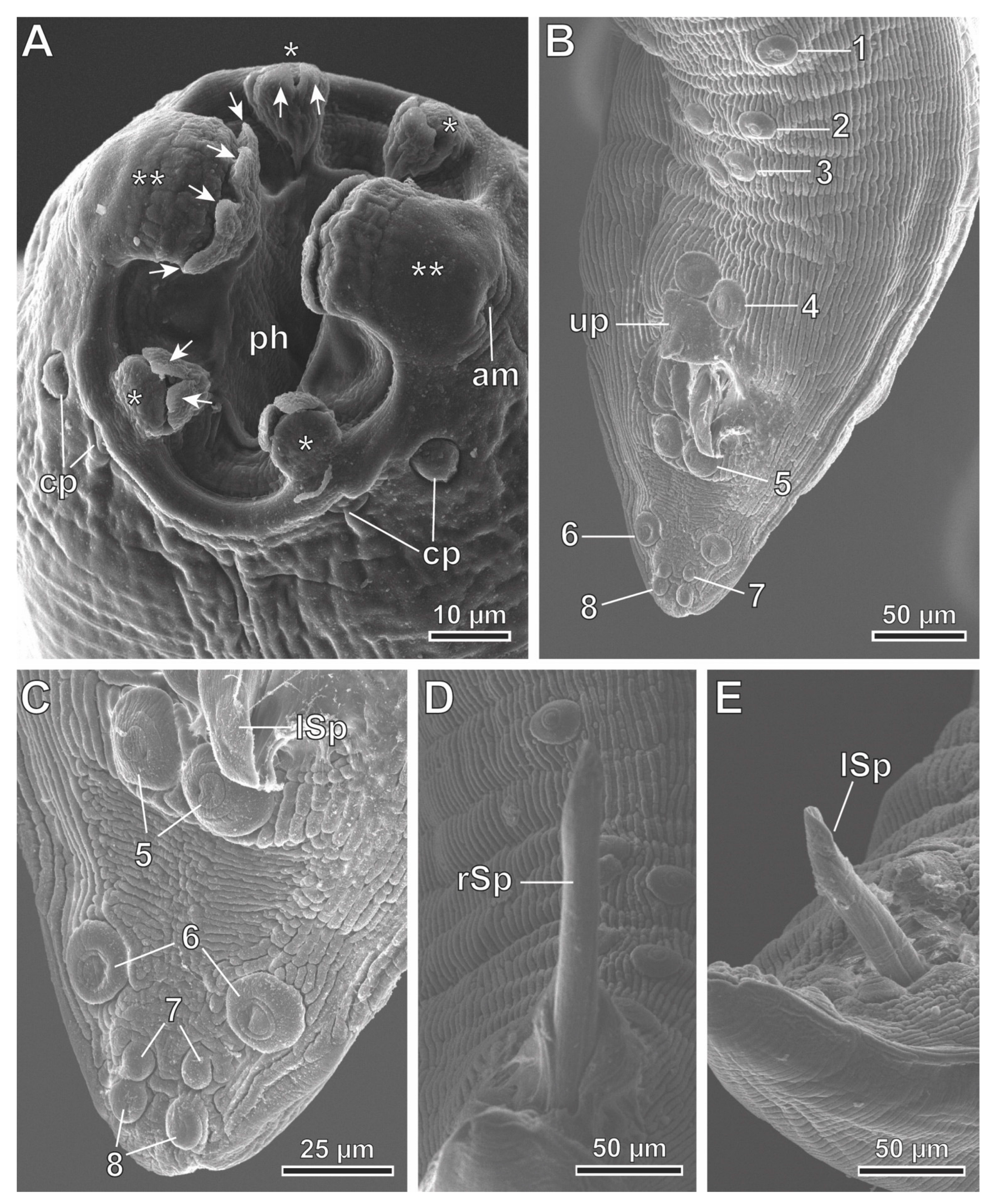 Animals 13 01806 g004