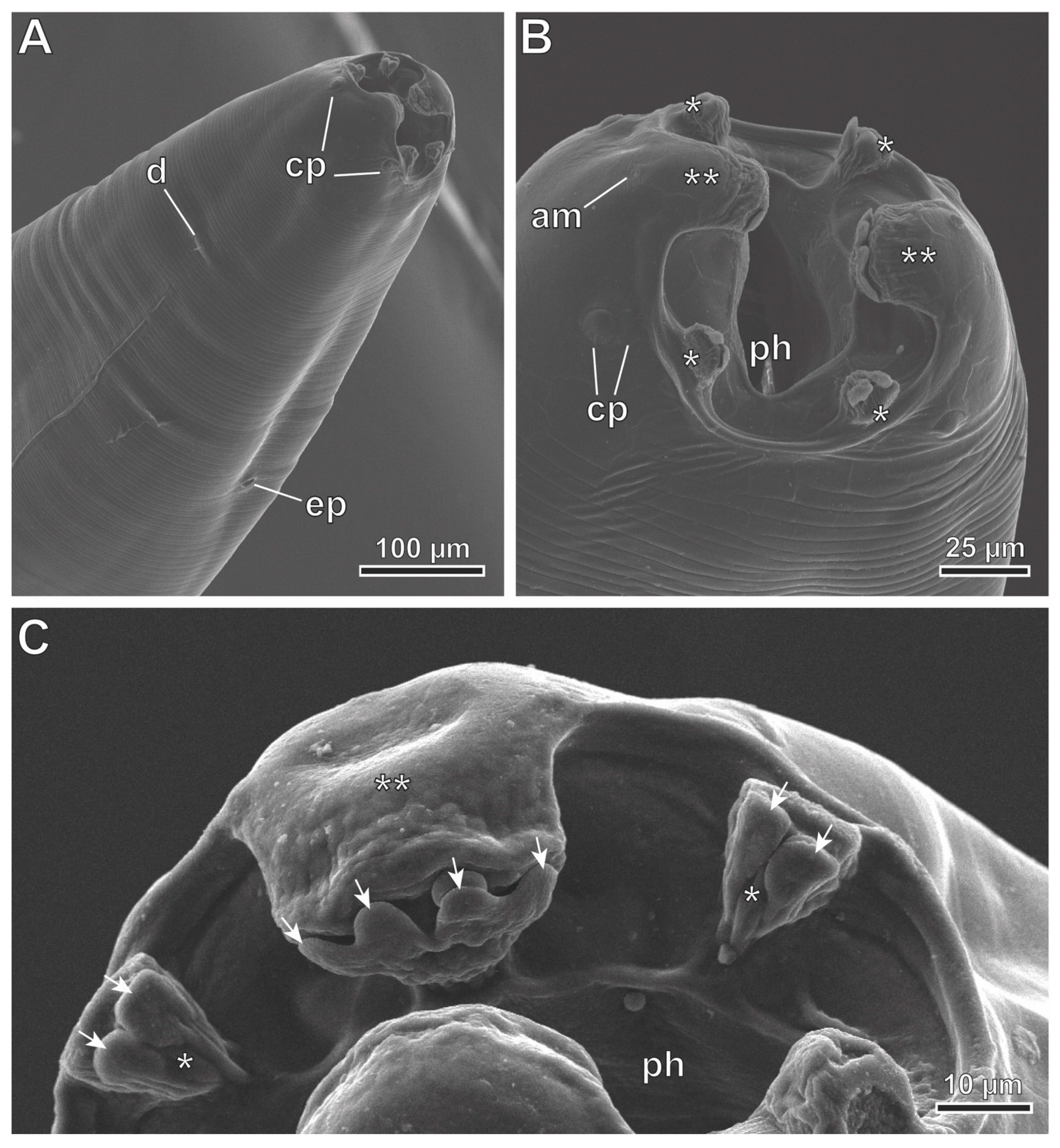 Animals 13 01806 g005