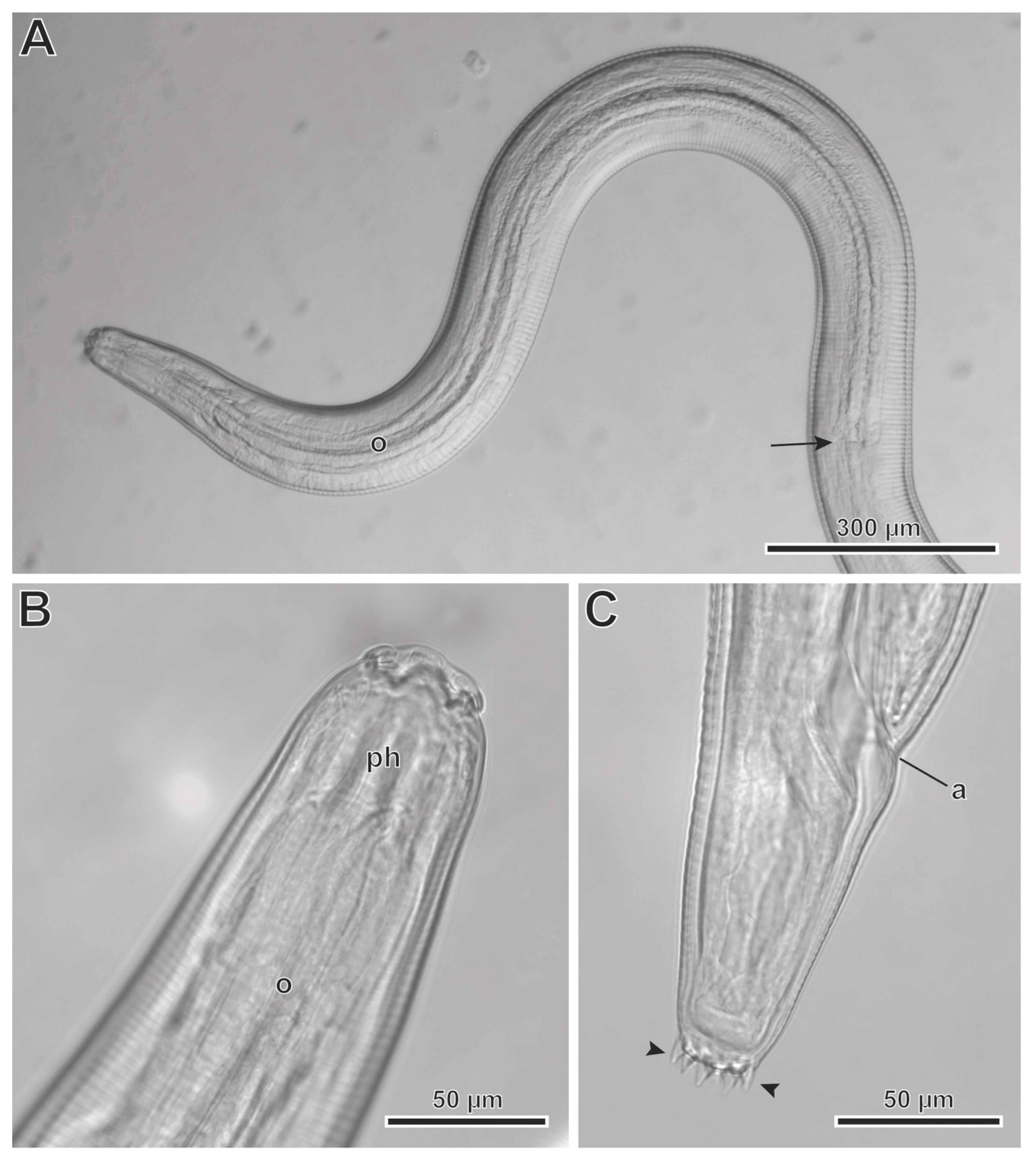 Animals 13 01806 g006