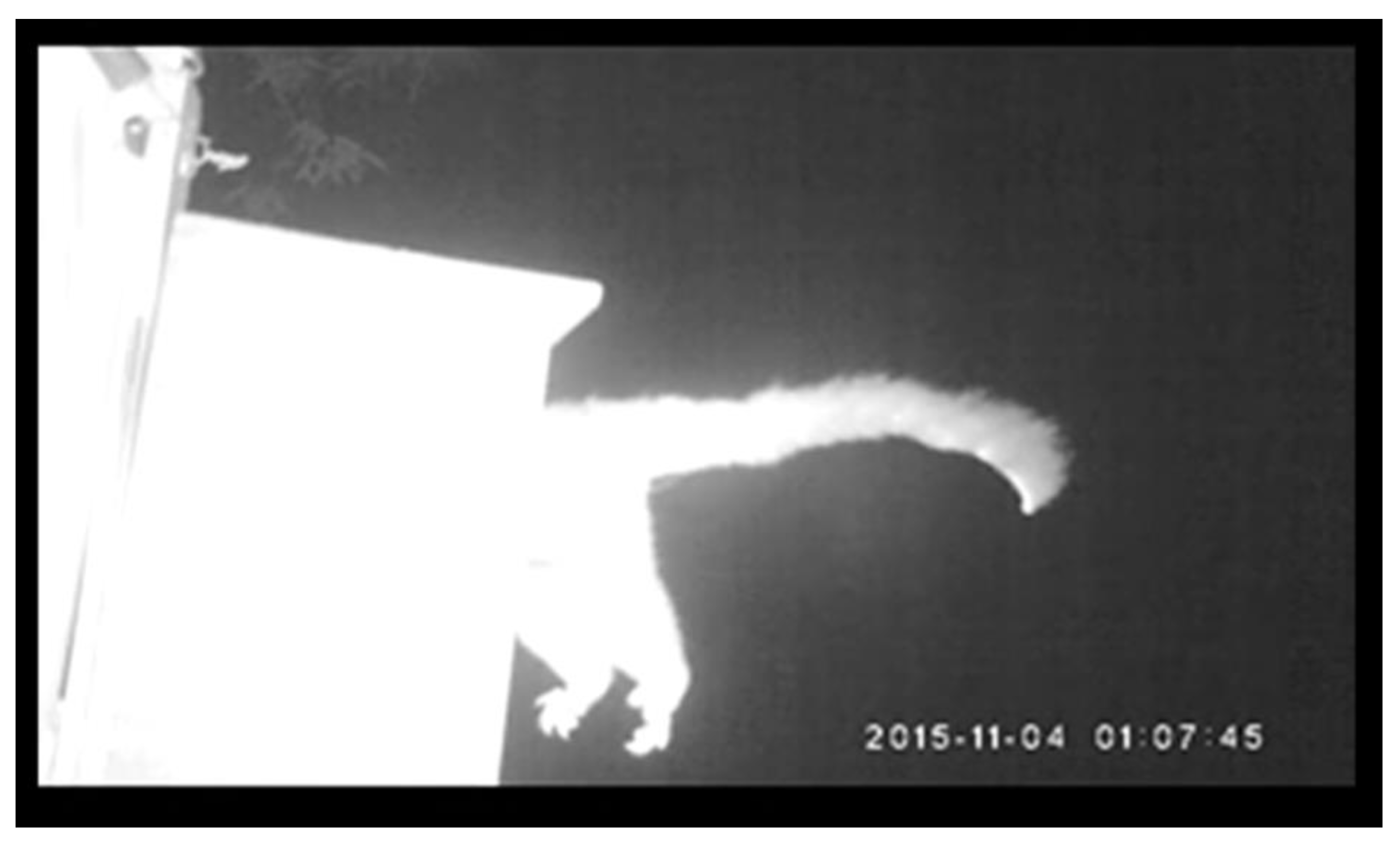 Animals 13 01807 g004 Animals 13 01807 g004