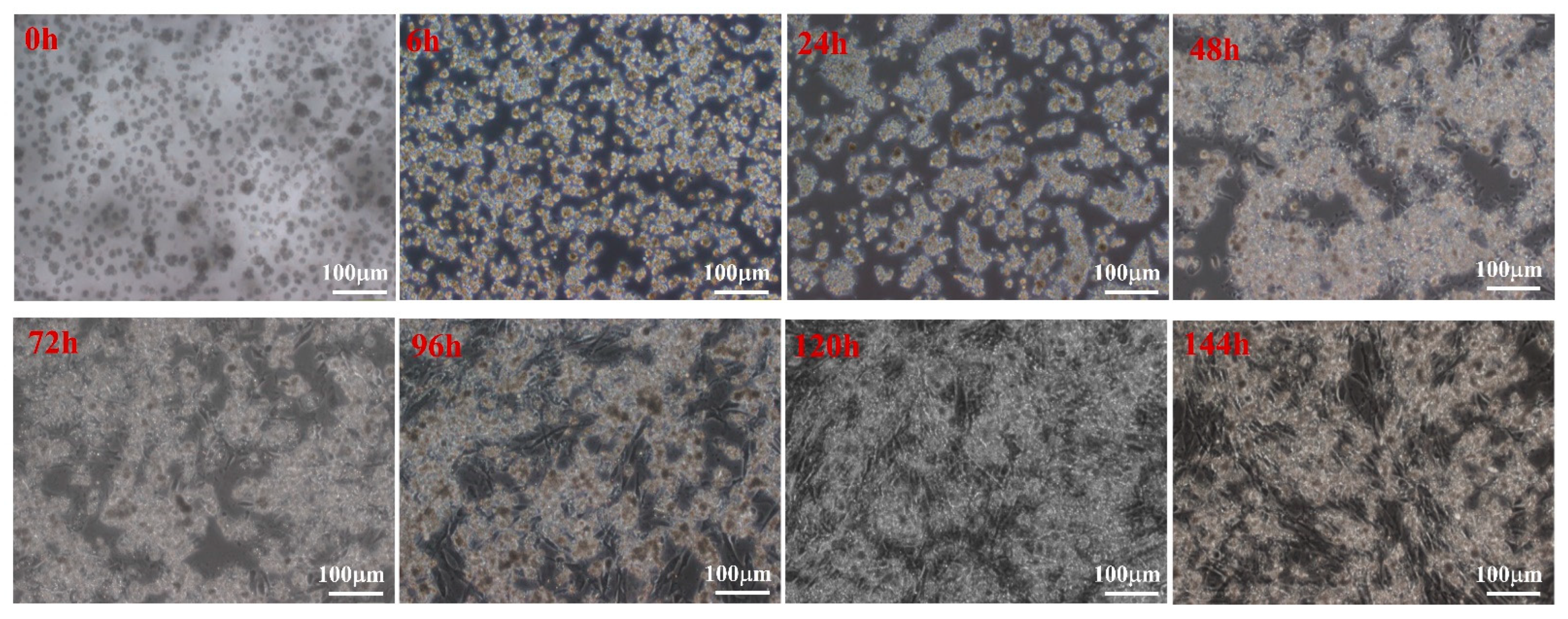 Animals 13 01820 g002