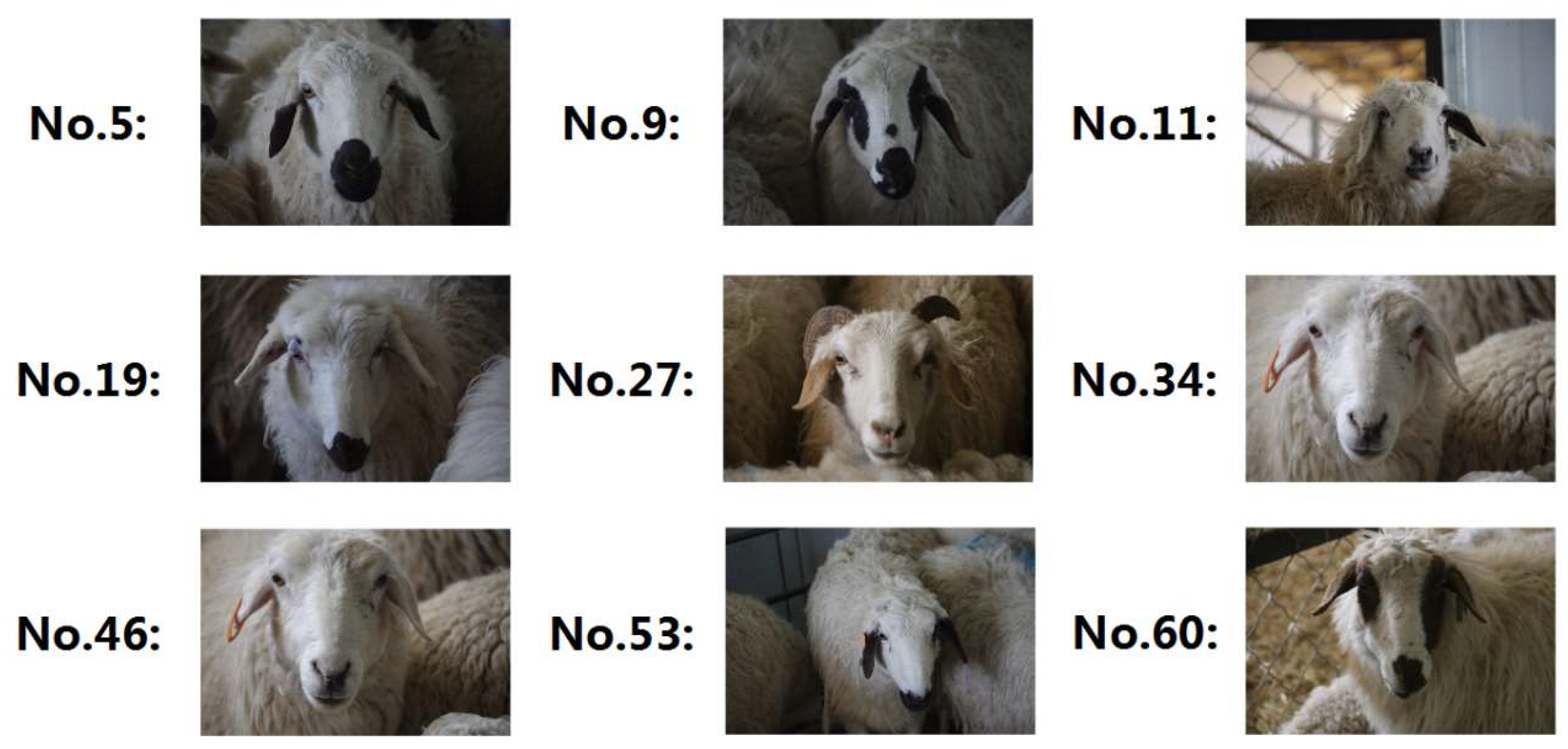 Animals 13 01824 g001 Animals 13 01824 g001