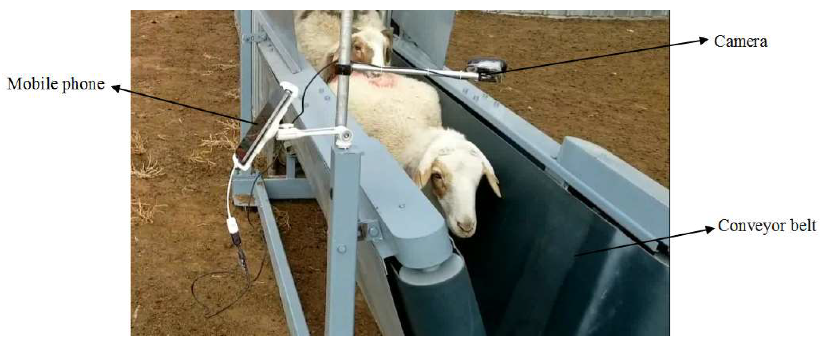 Animals 13 01824 g013 Animals 13 01824 g013