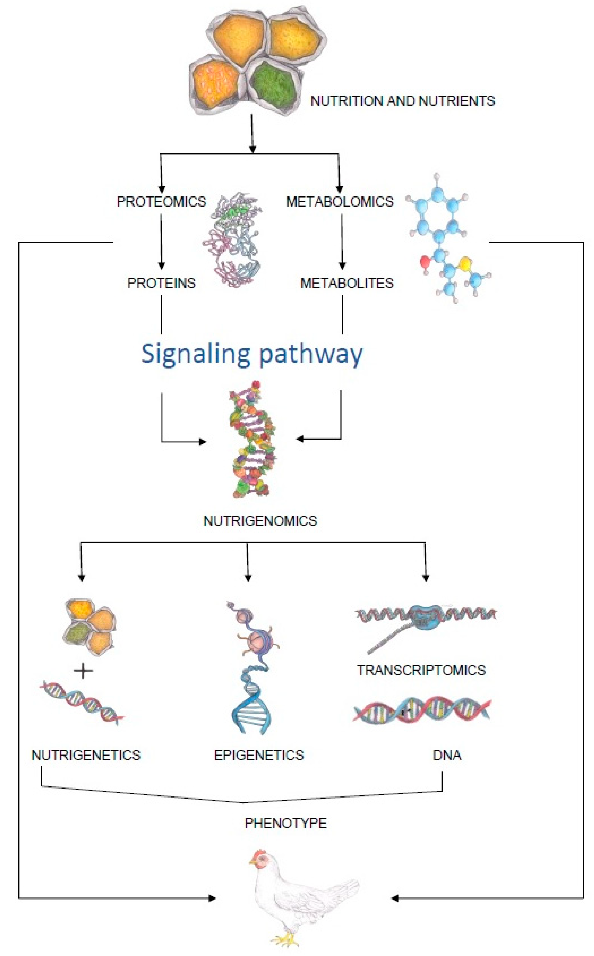 The Interaction between Feed Bioactive Compounds and Chicken
