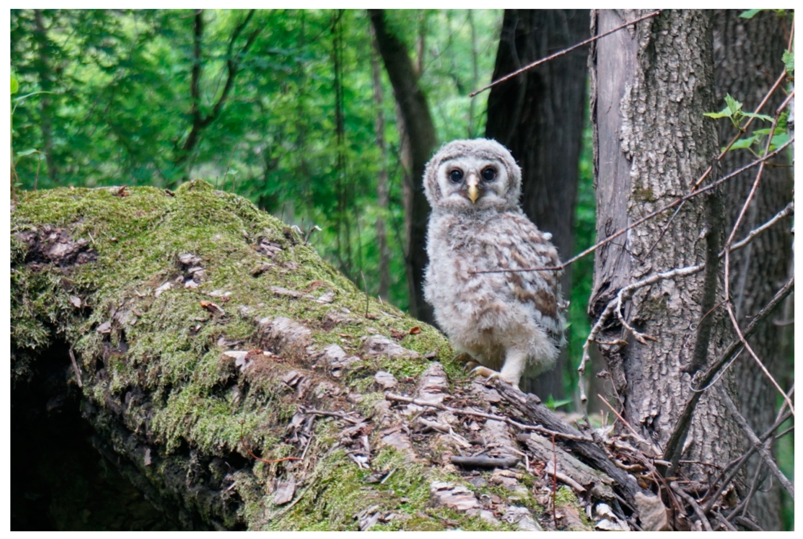 Animals 13 01836 g003