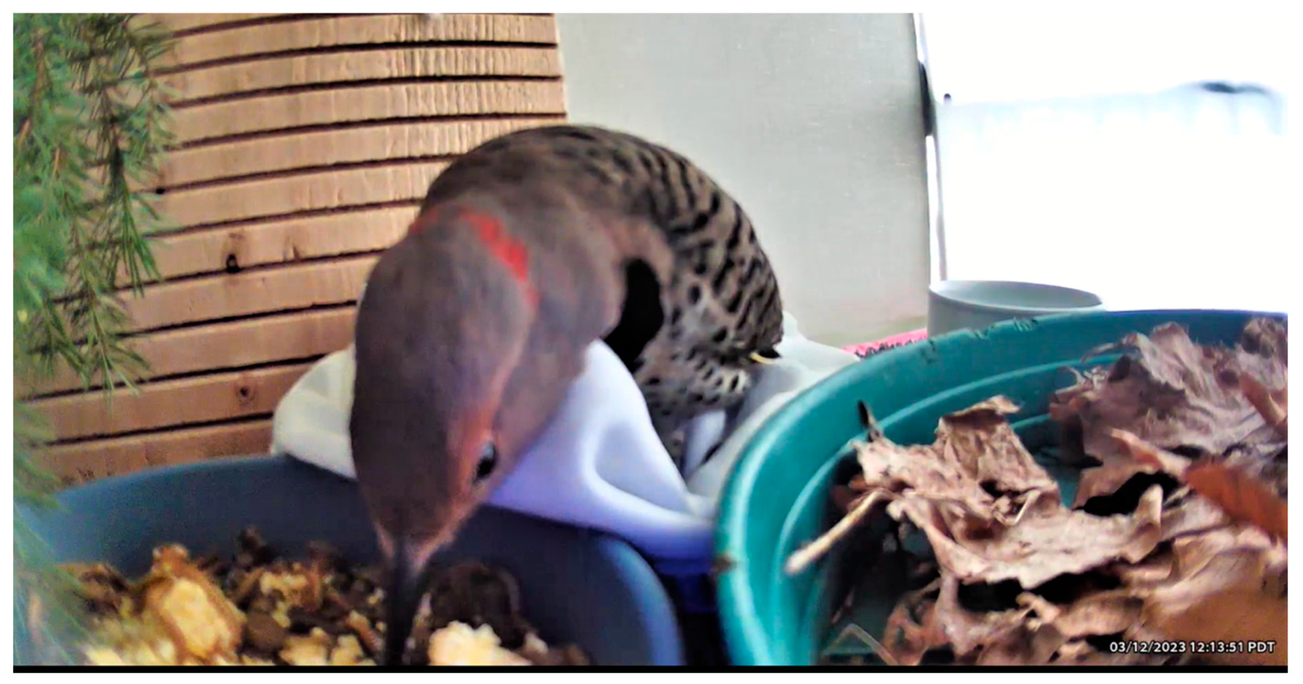 Animals 13 01836 g006