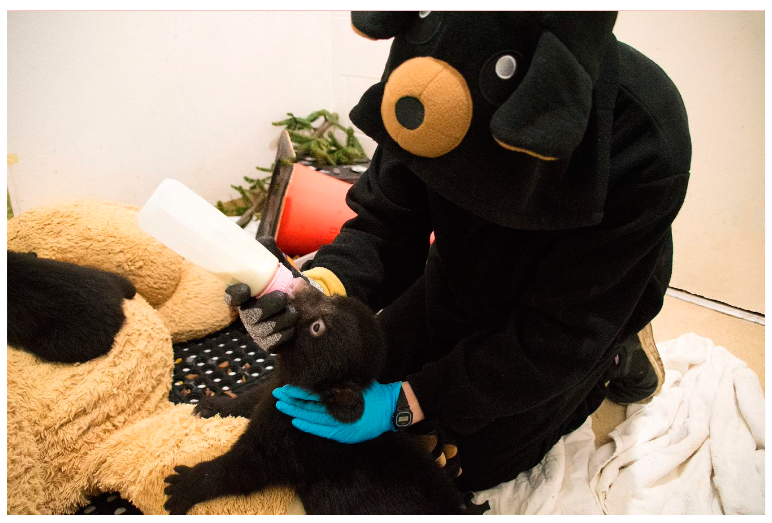 Animals 13 01836 g007