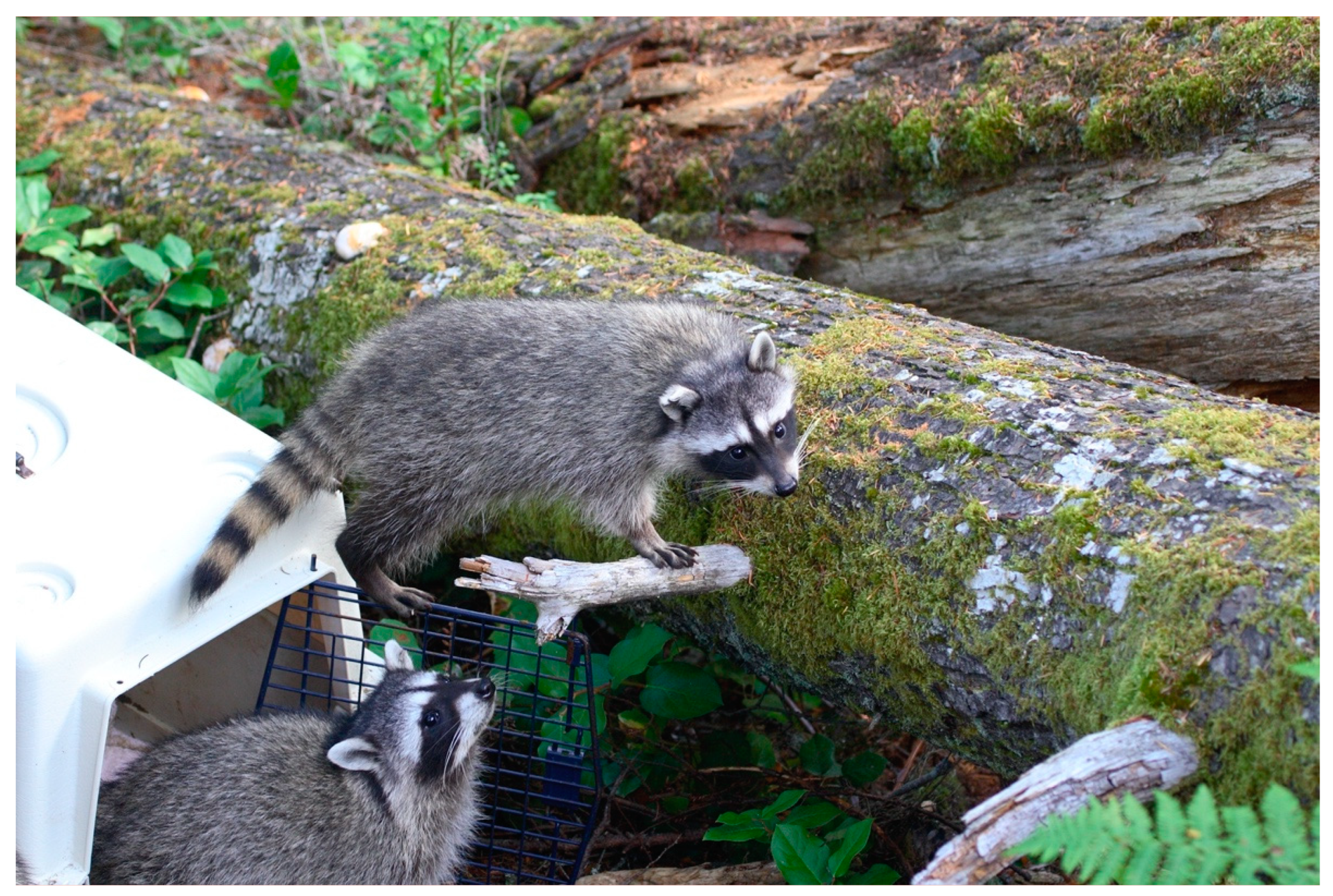 Animals 13 01836 g008