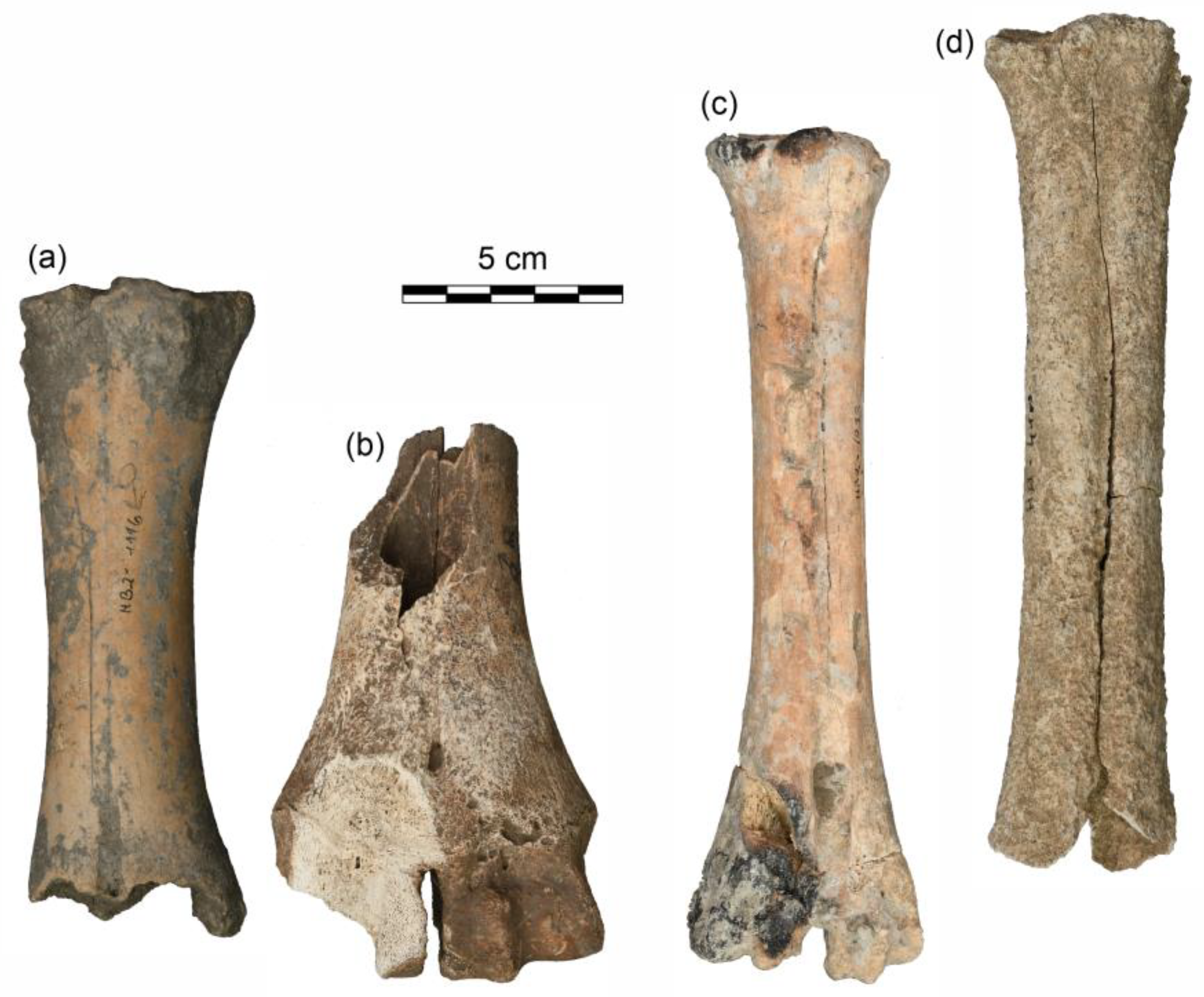 Animals 13 01847 g005