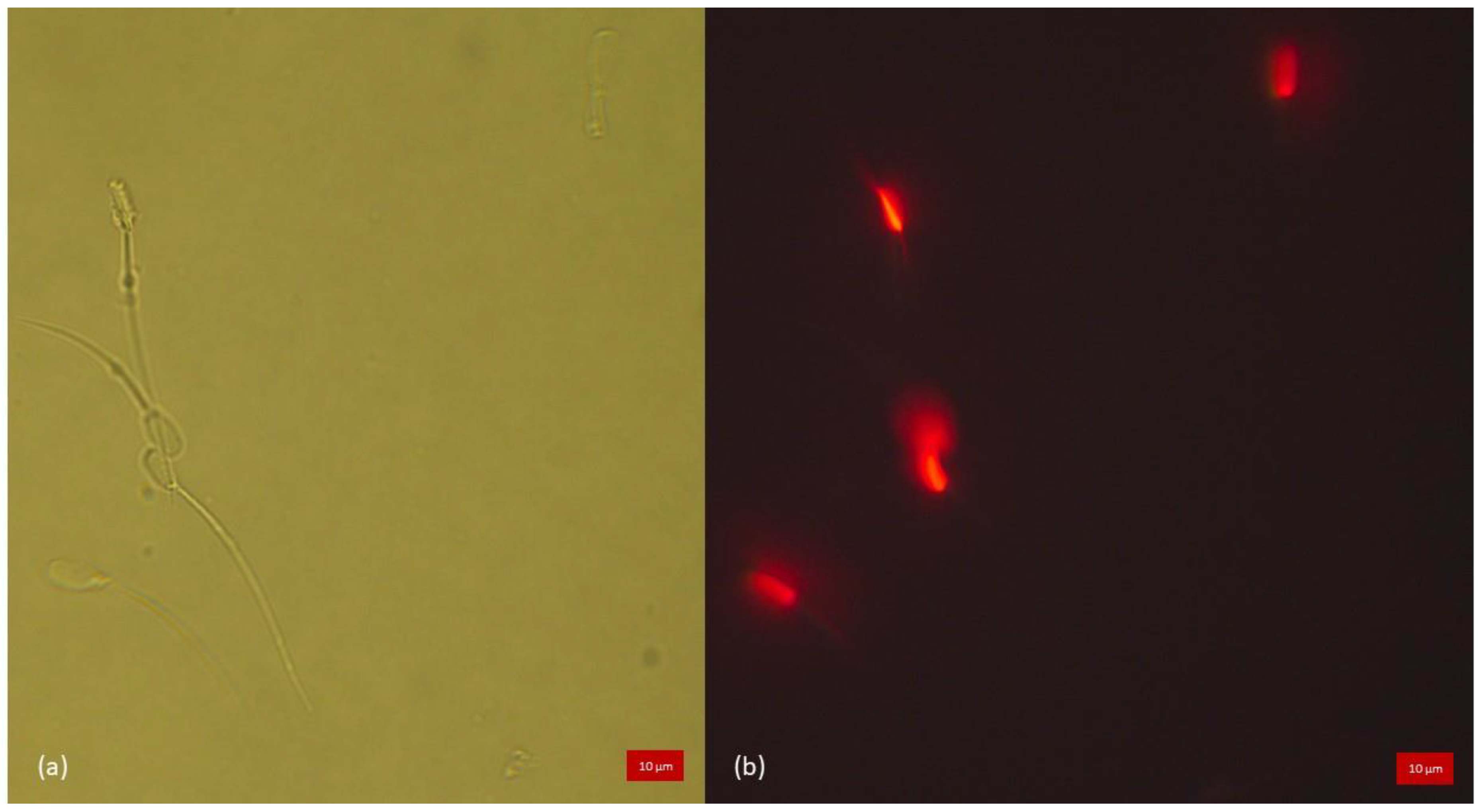 Animals 13 01874 g002