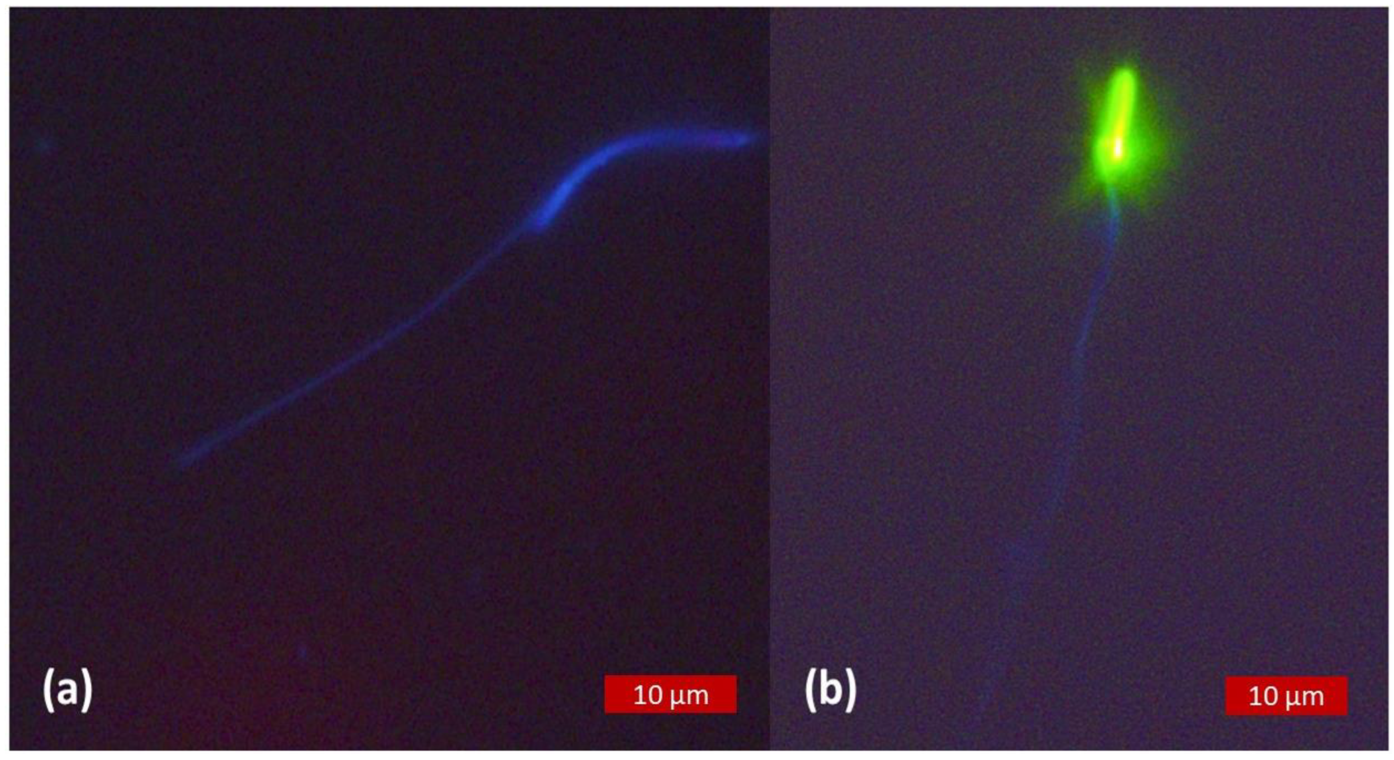 Animals 13 01874 g003