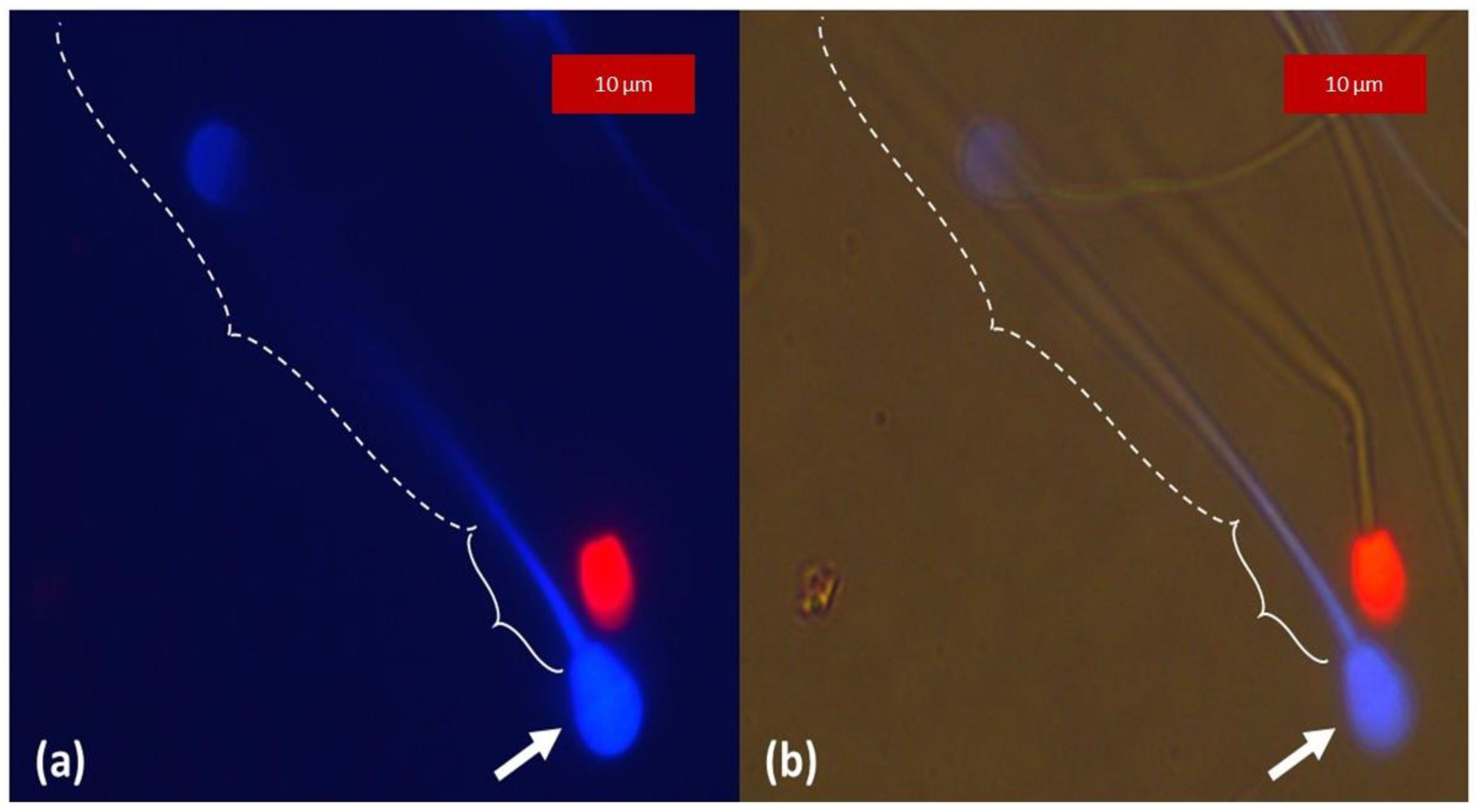 Animals 13 01874 g004