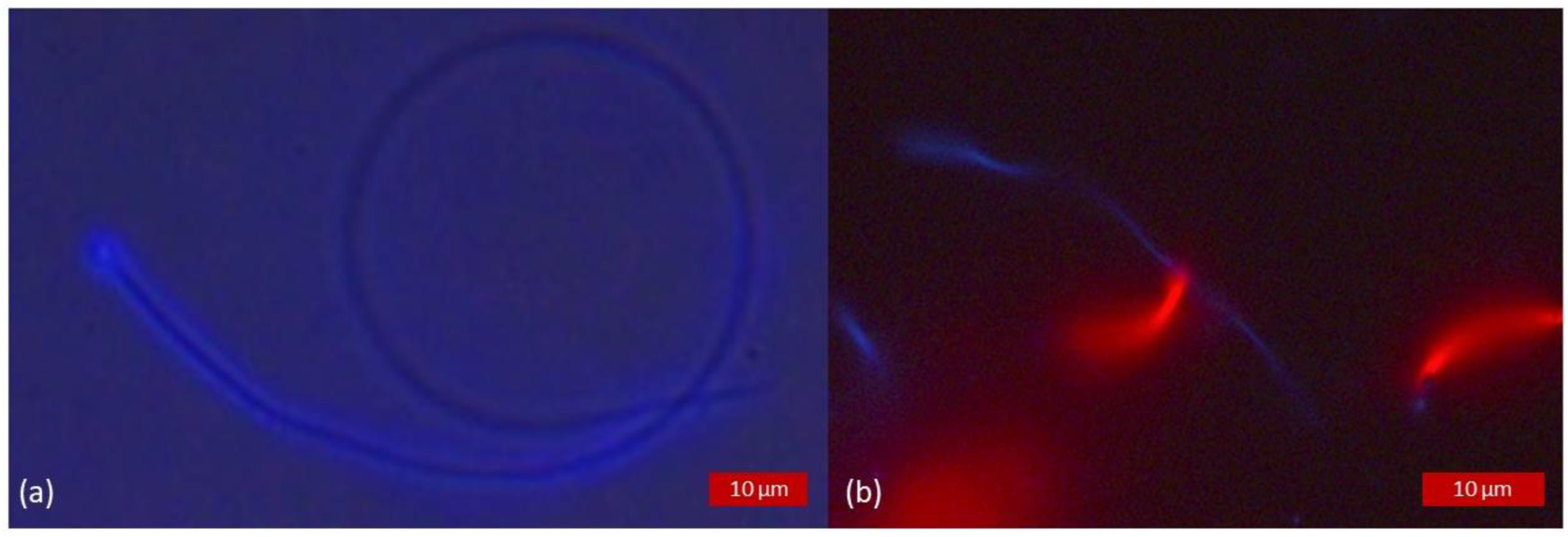 Animals 13 01874 g005