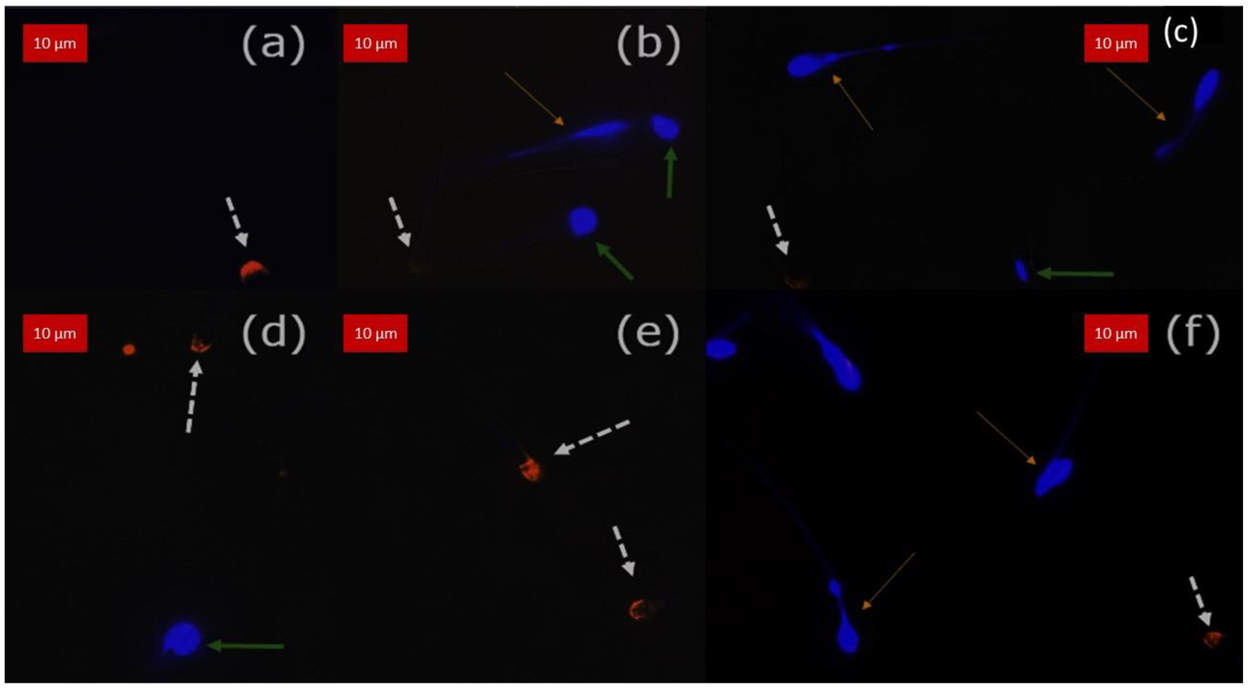 Animals 13 01874 g006