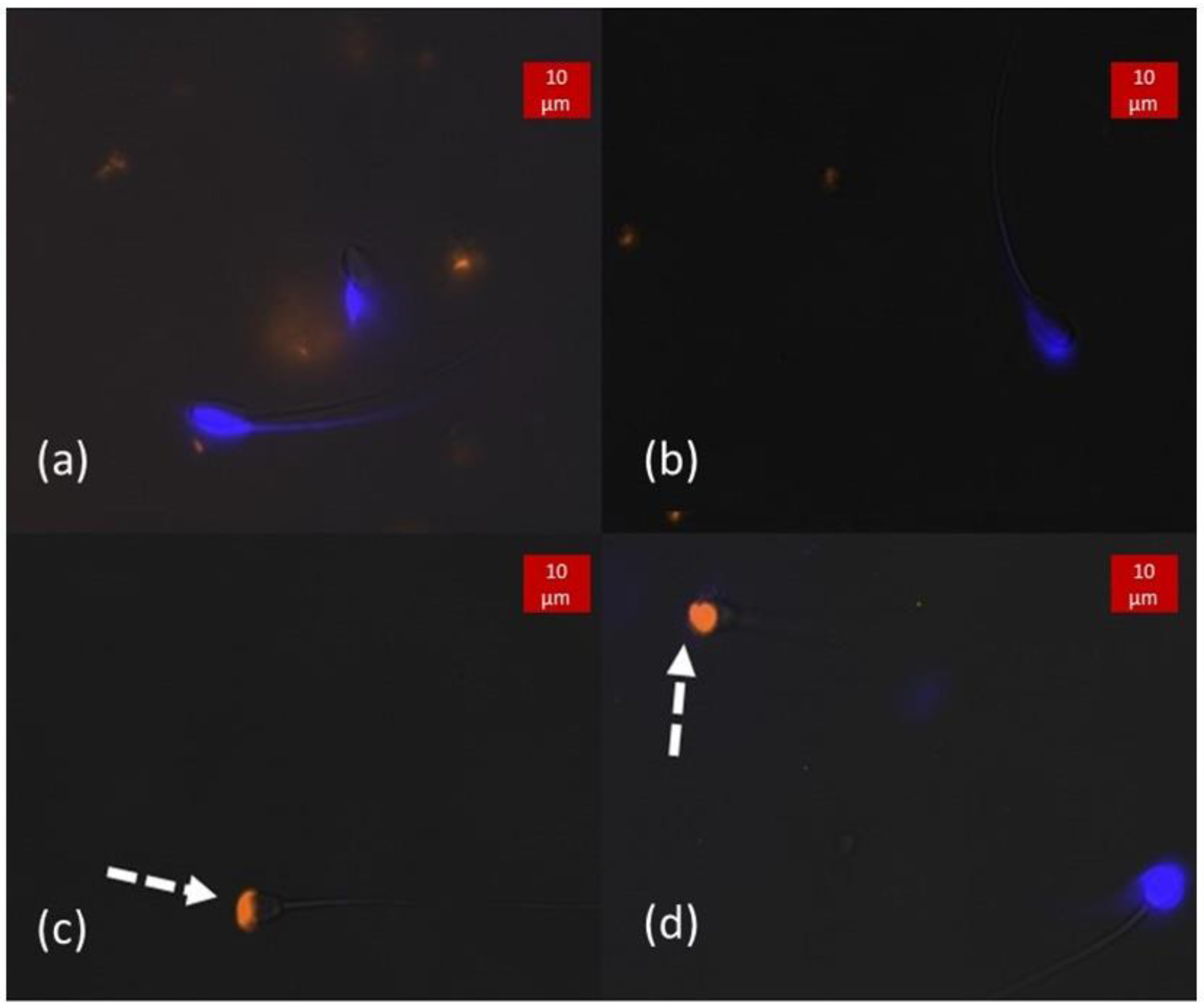 Animals 13 01874 g007