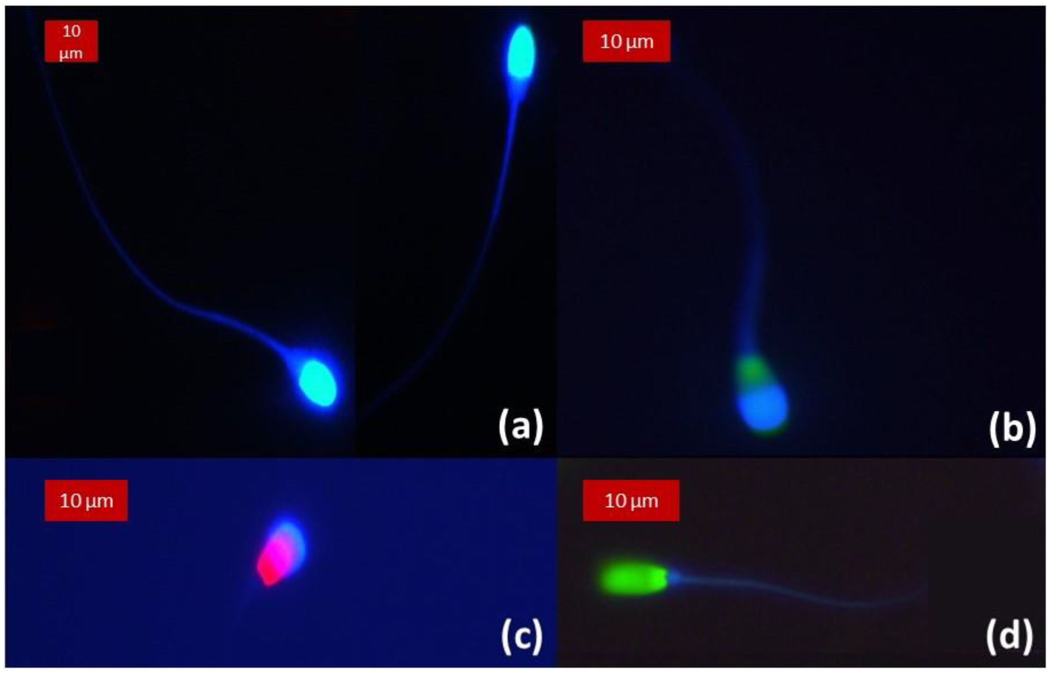 Animals 13 01874 g008