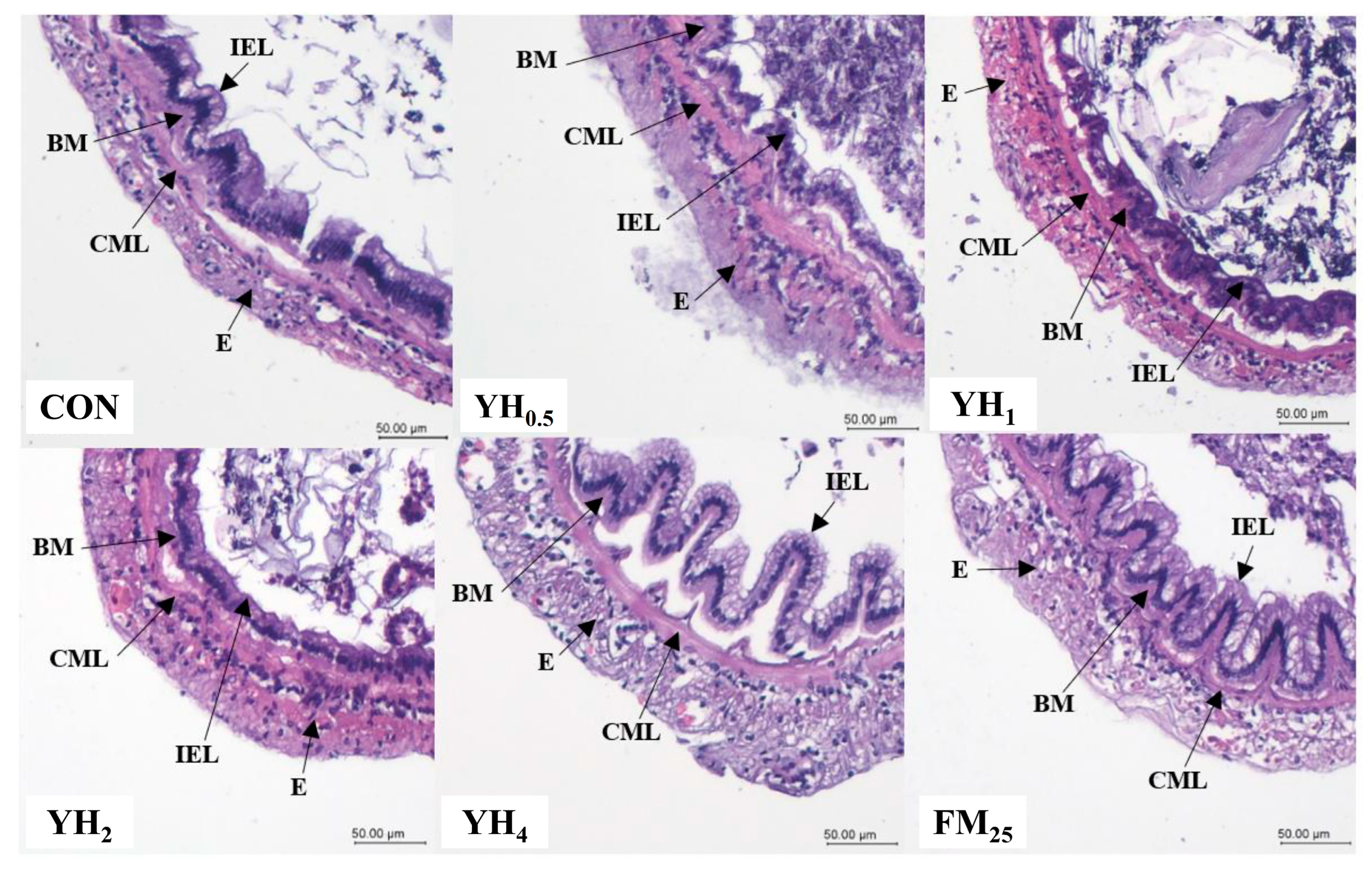 Animals 13 01877 g001