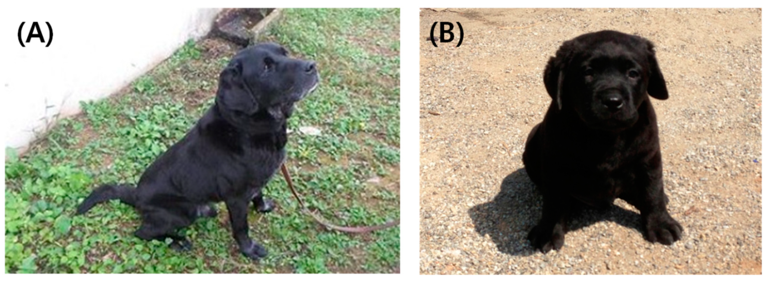 Animals 13 01885 g003 Animals 13 01885 g003