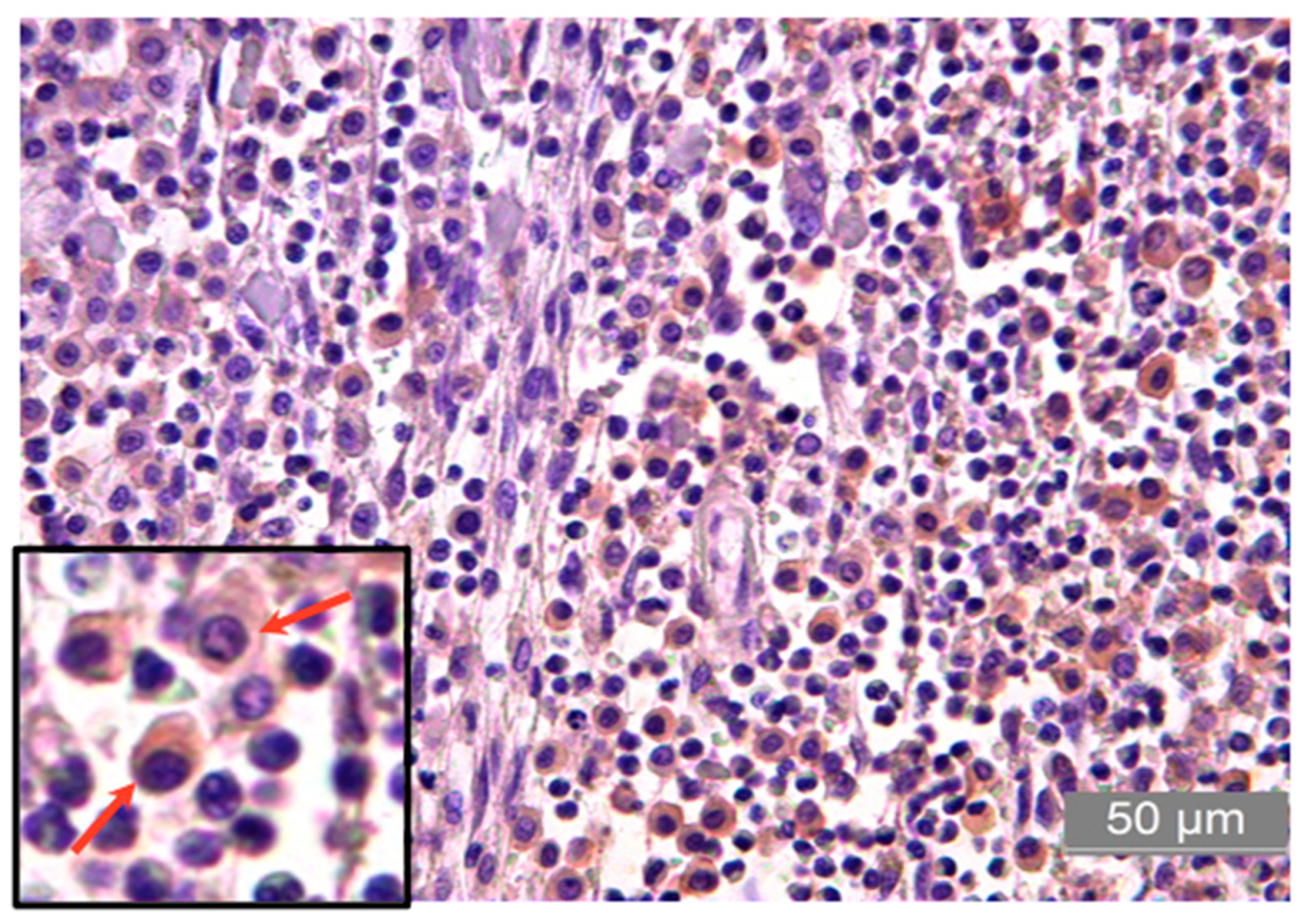 Animals 13 01888 g004 Animals 13 01888 g004