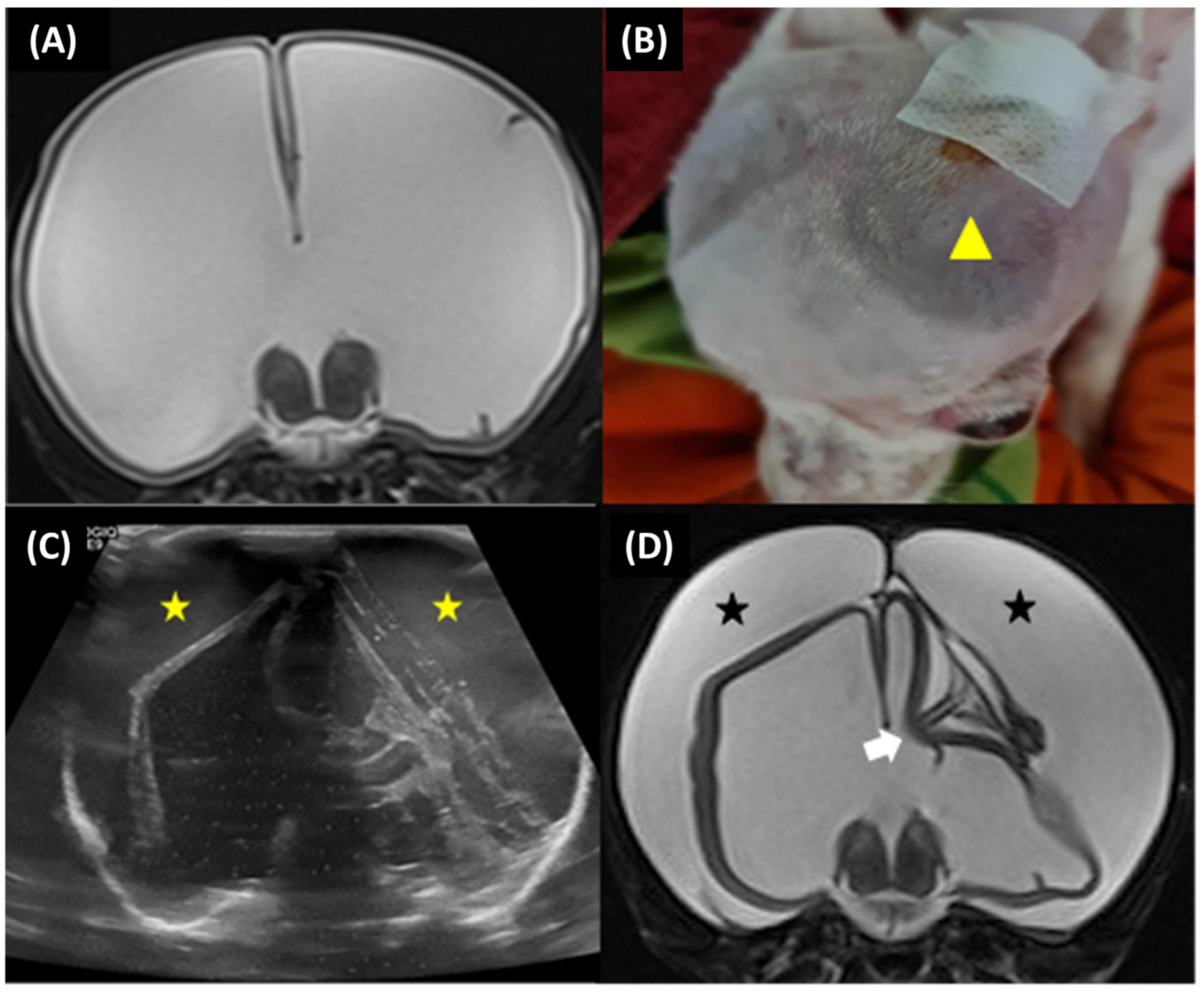 Animals 13 01890 g005