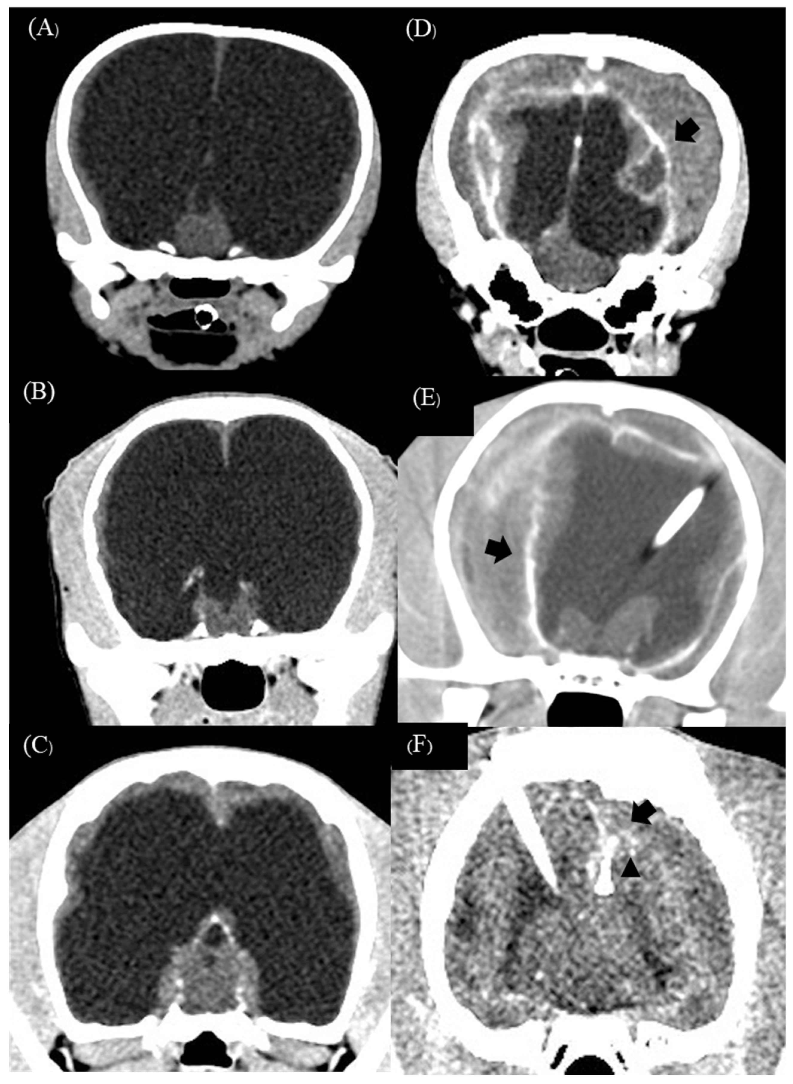 Animals 13 01890 g006