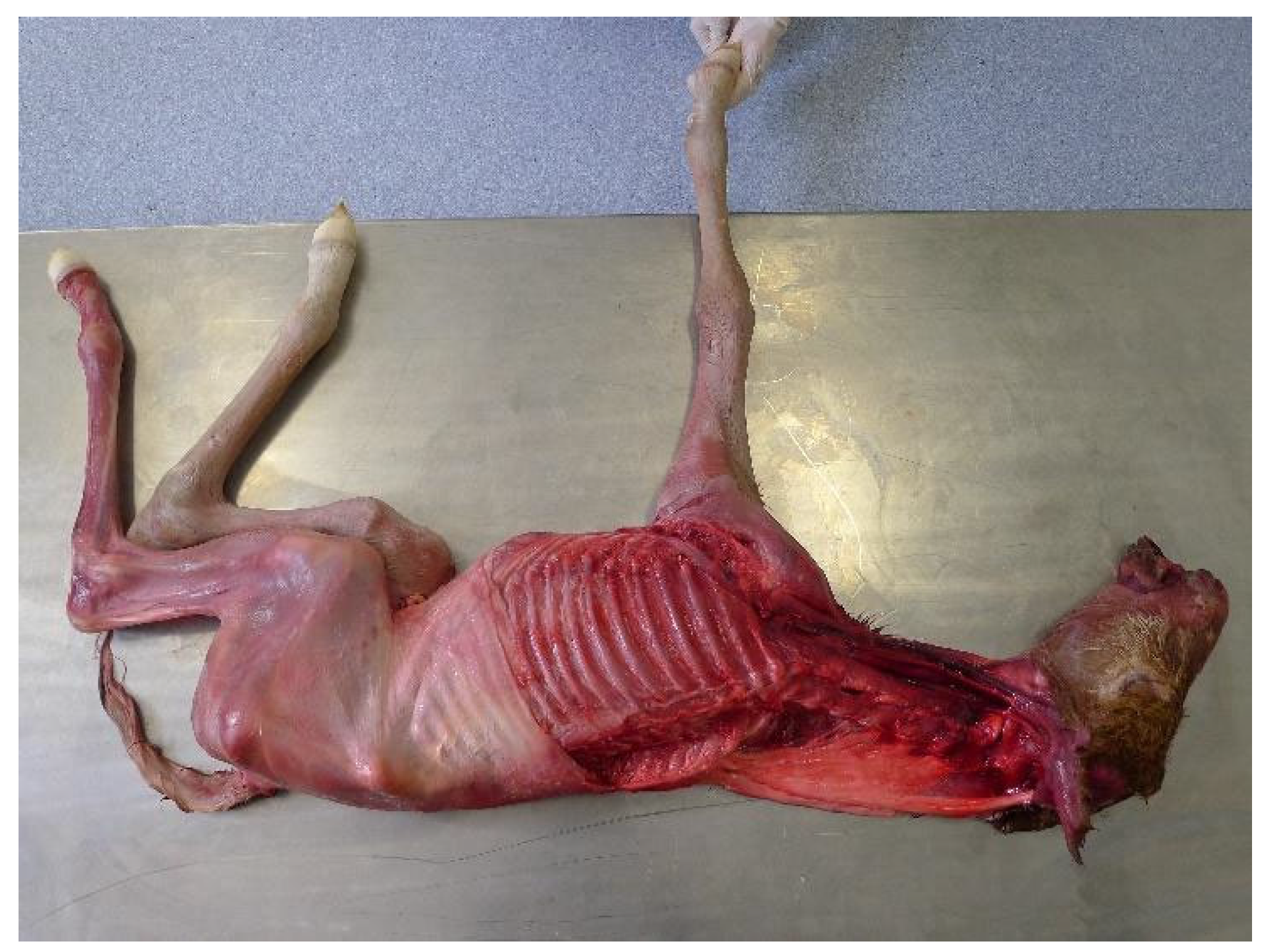 Animals 13 01894 g001