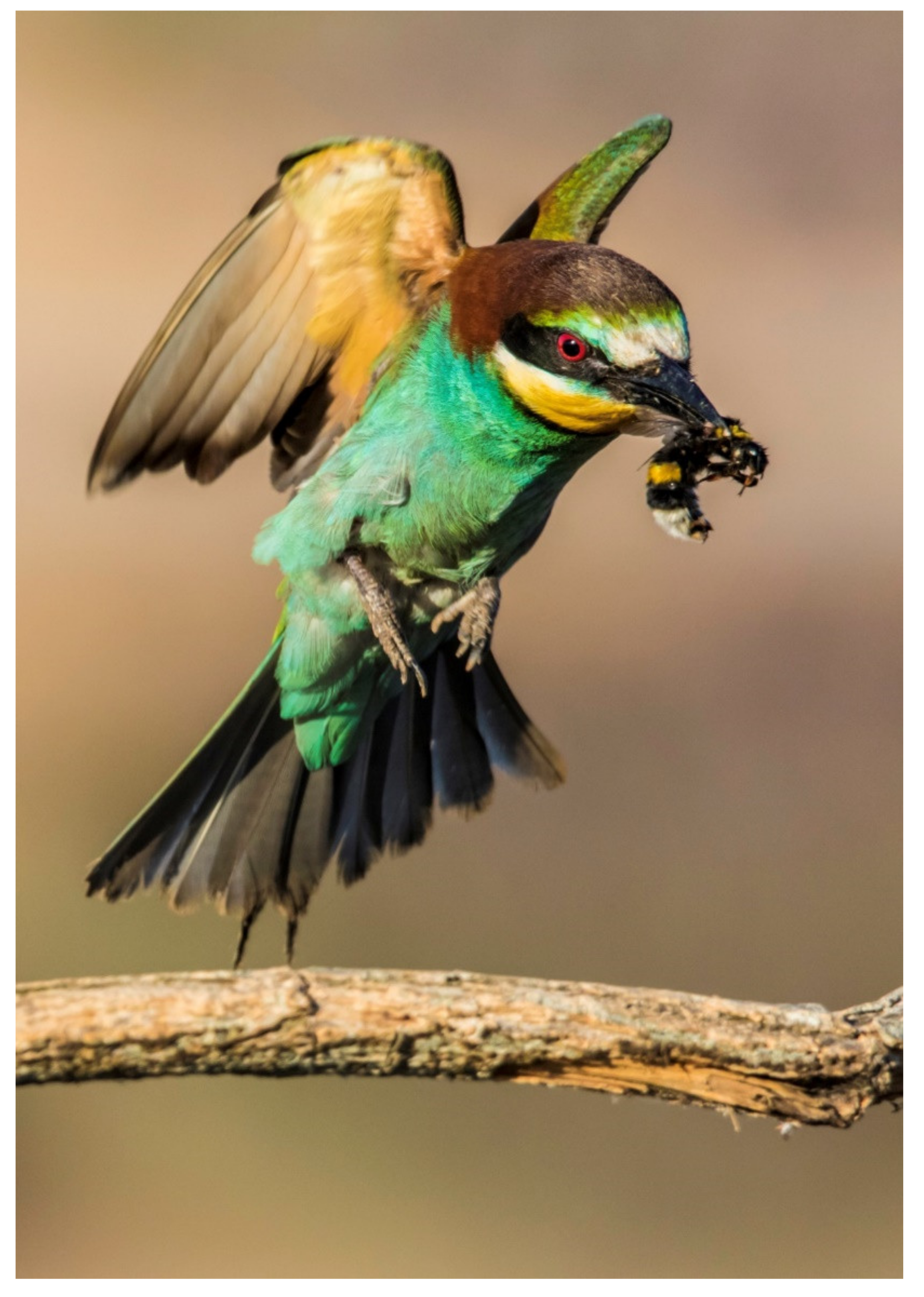 Barbets - Bird of the Month September 2014* - Africa Wild