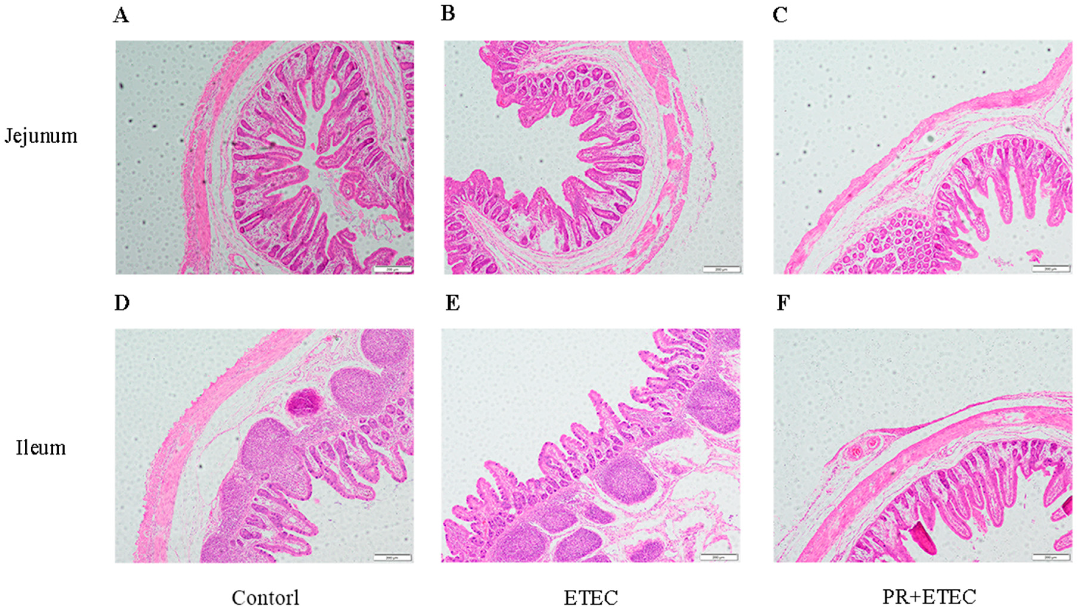 Animals 13 01908 g006 Animals 13 01908 g006