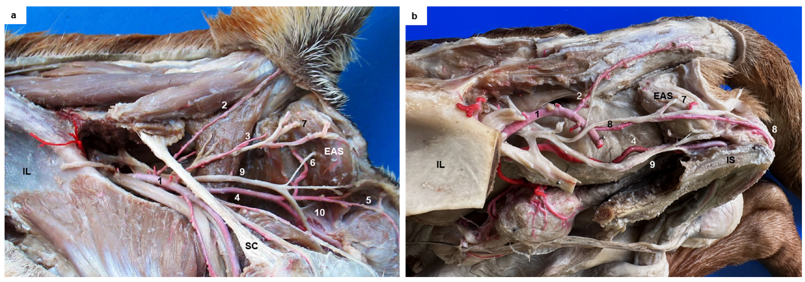 Animals 13 01912 g003