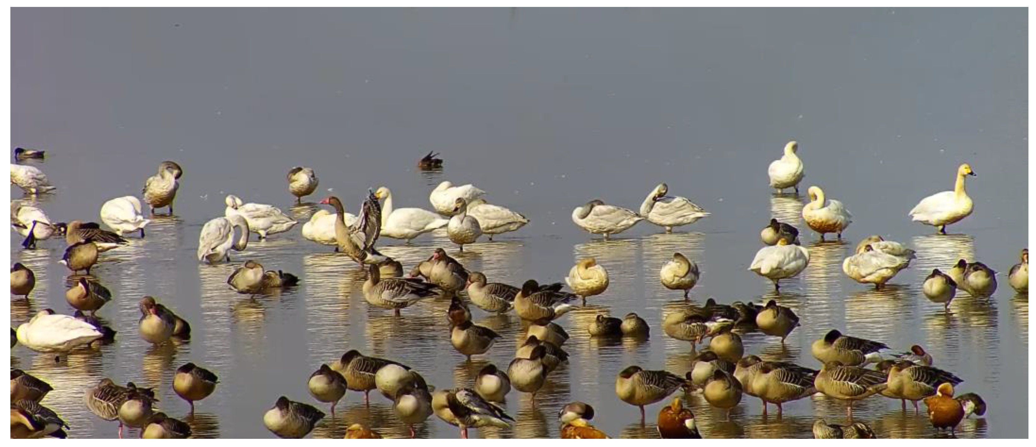 Animals 13 01929 g005 Animals 13 01929 g005