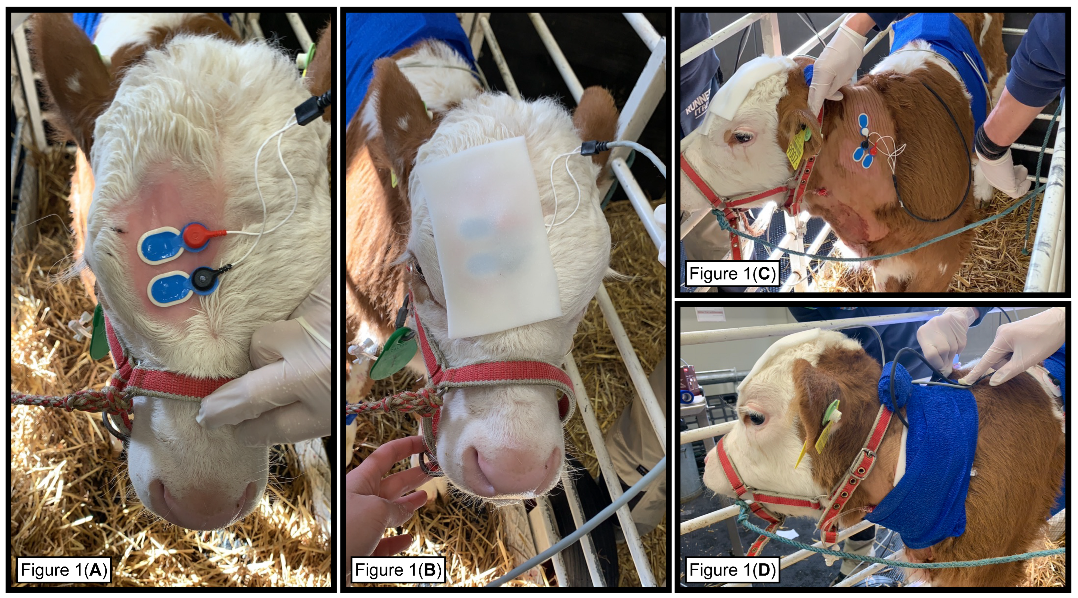 Animals 13 01943 g001 Animals 13 01943 g001