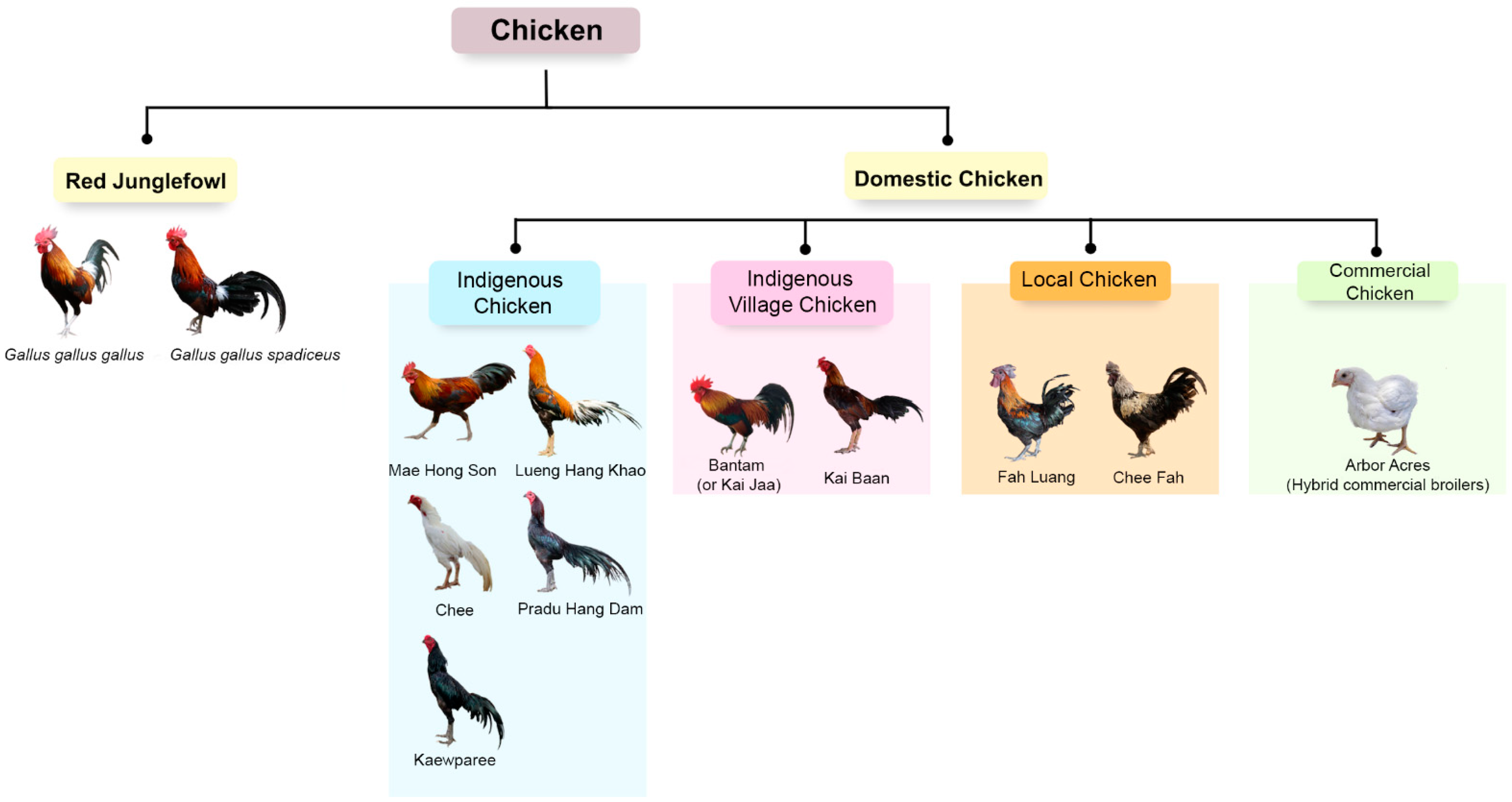 Animals 13 01949 g001 Animals 13 01949 g001