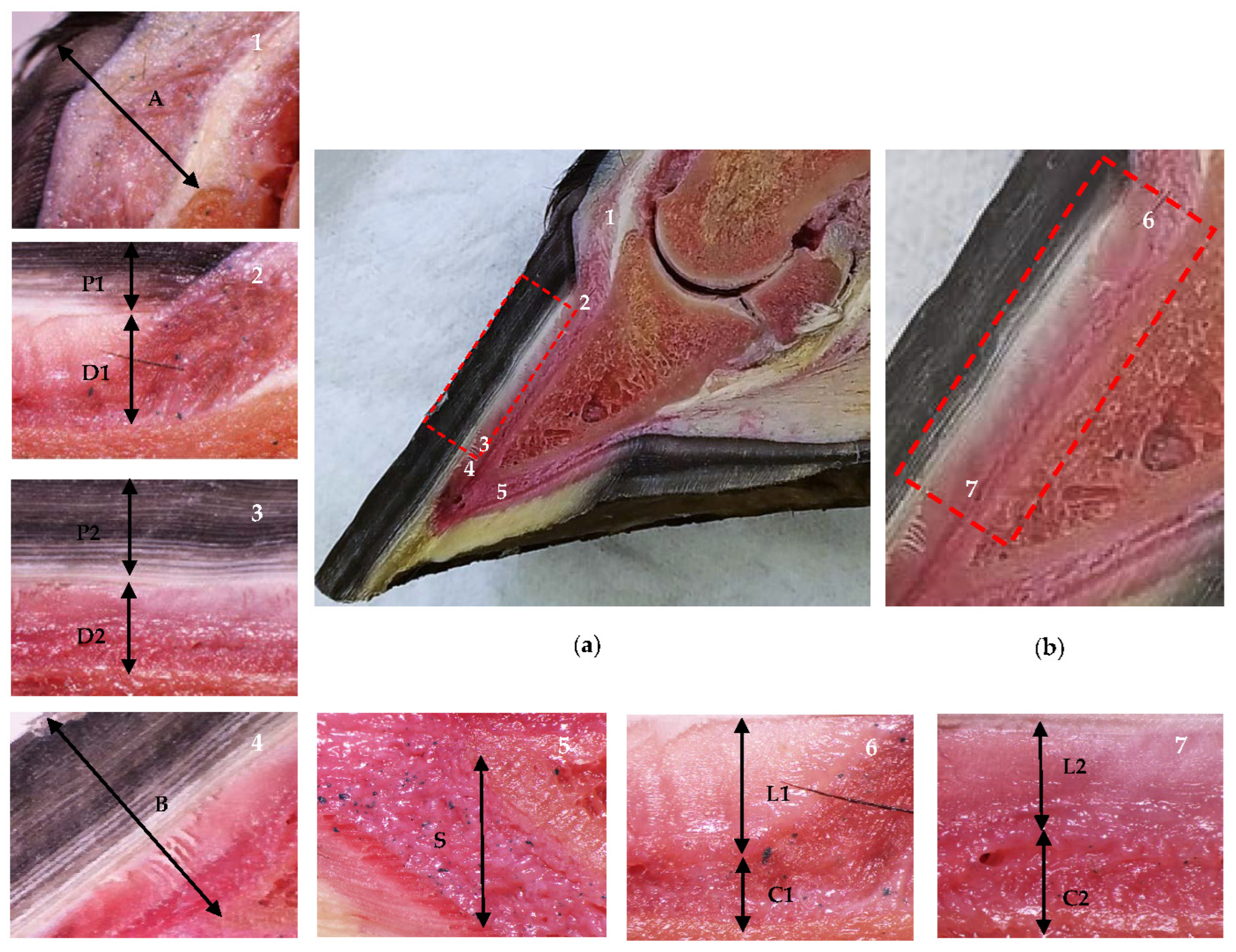 Animals 13 01951 g001 Animals 13 01951 g001