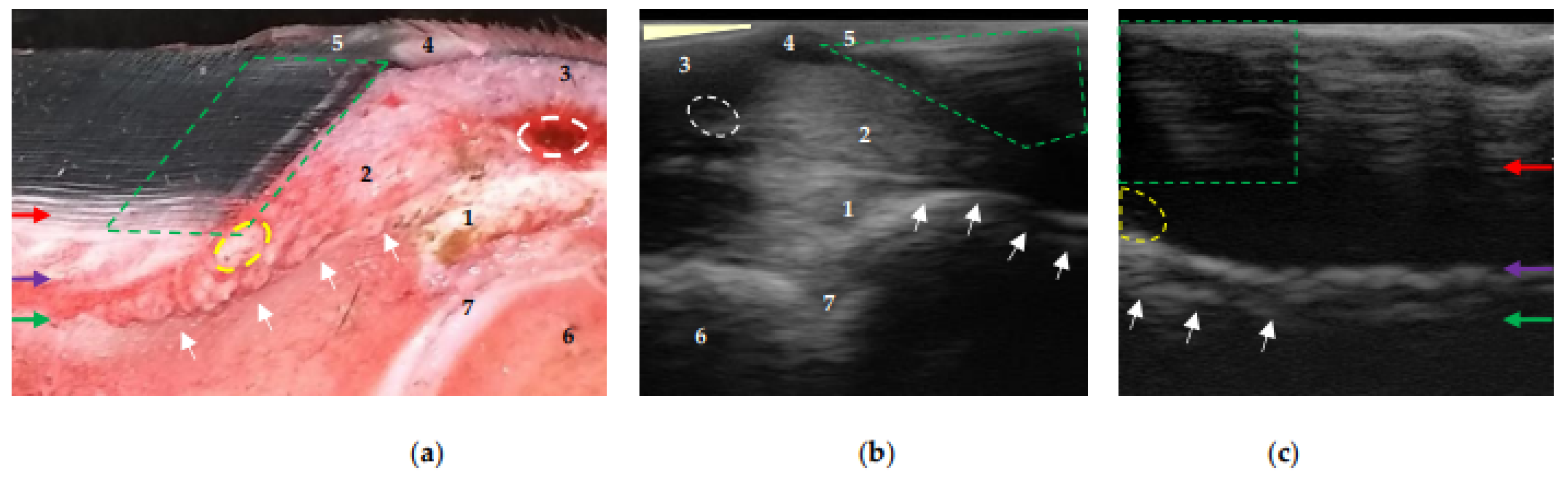 Animals 13 01951 g004 Animals 13 01951 g004