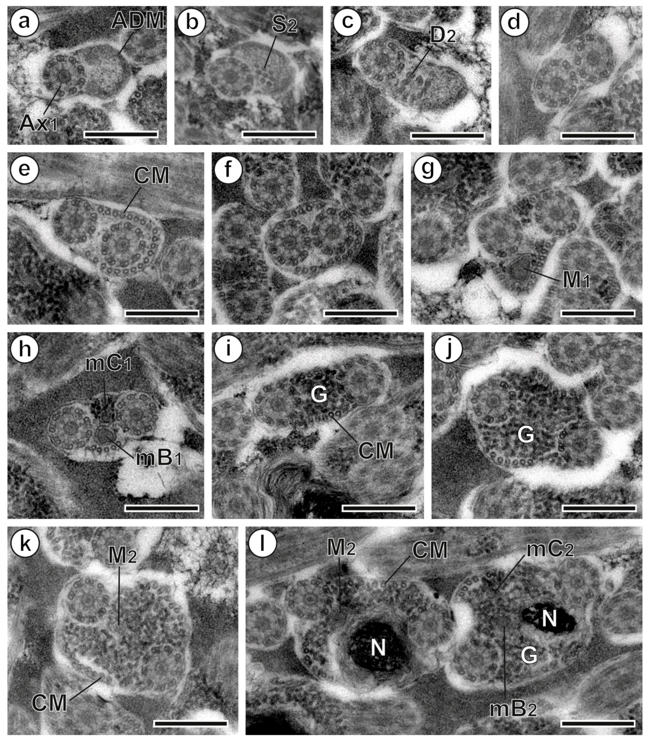 Animals 13 01953 g002 Animals 13 01953 g002