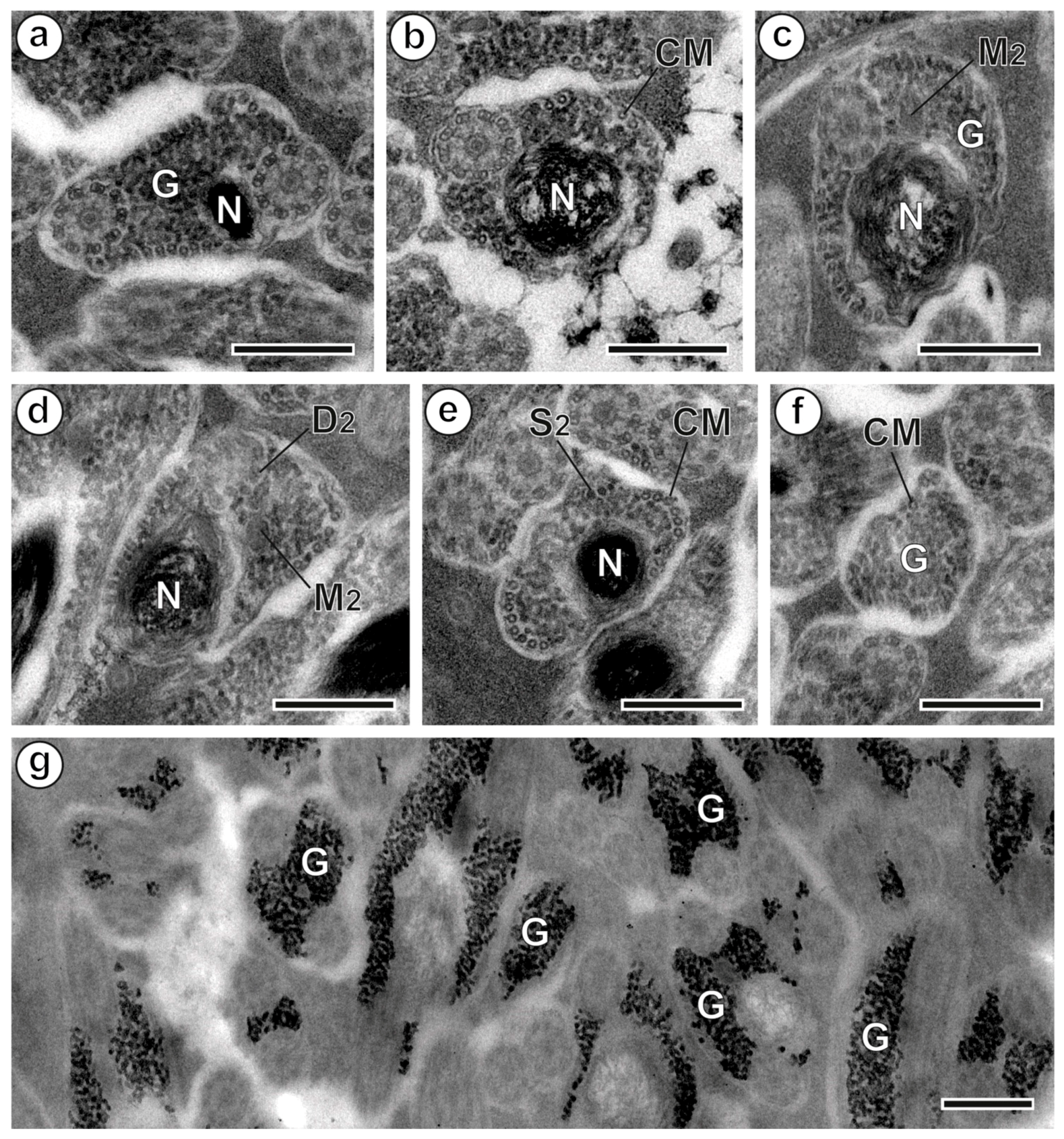 Animals 13 01953 g003 Animals 13 01953 g003