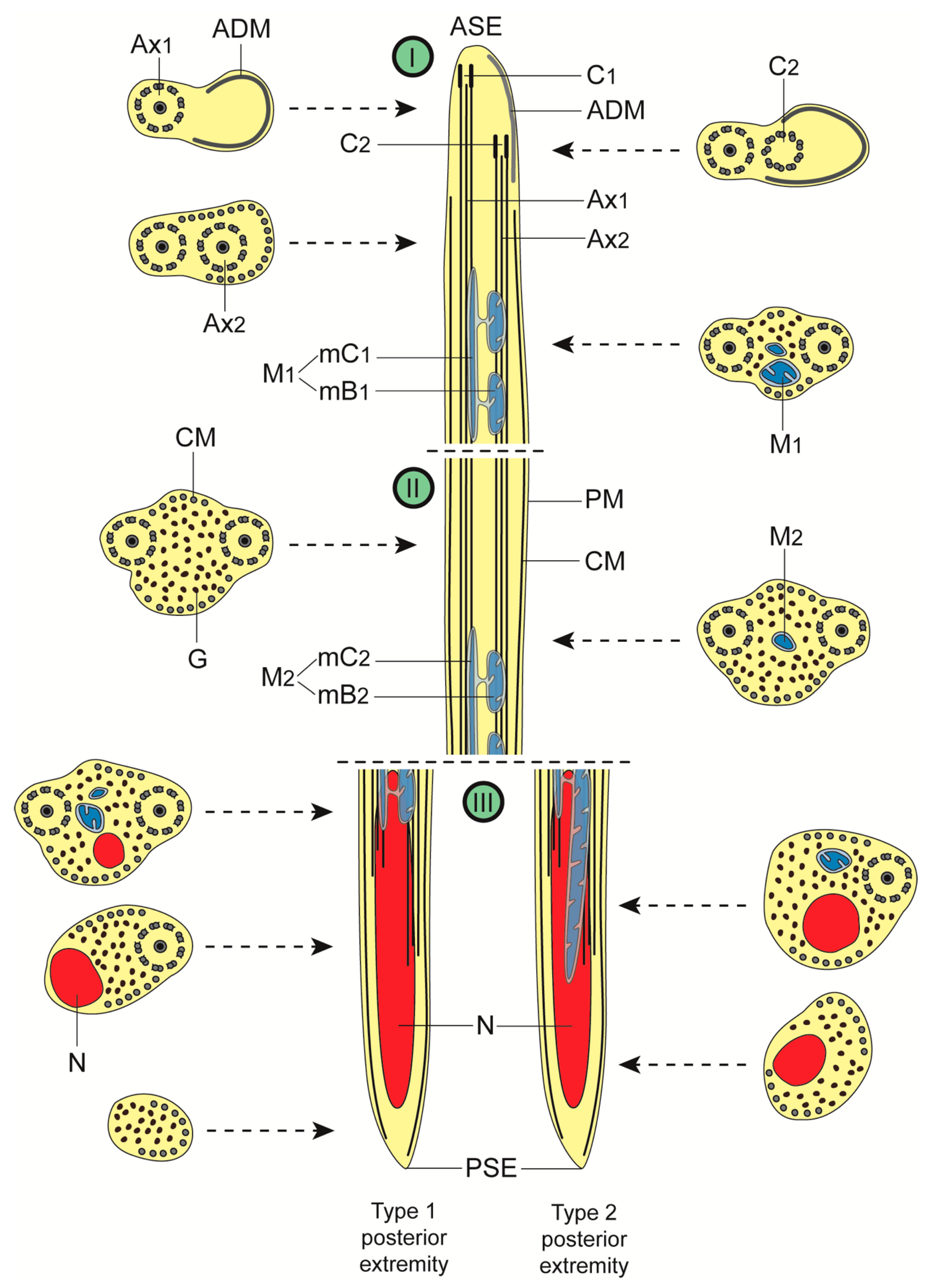 Animals 13 01953 g004 Animals 13 01953 g004