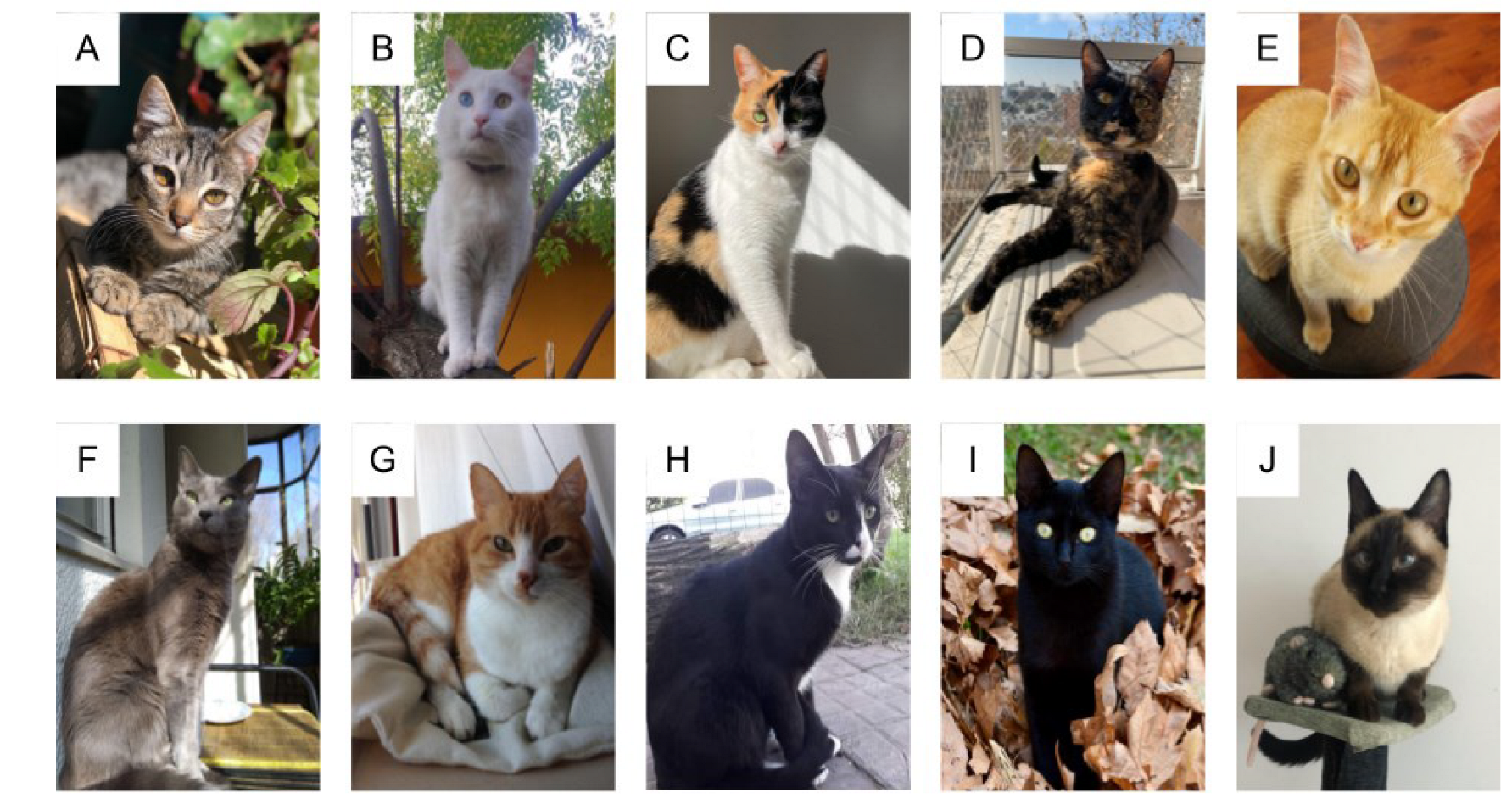 Animals 13 01963 g004 Animals 13 01963 g004