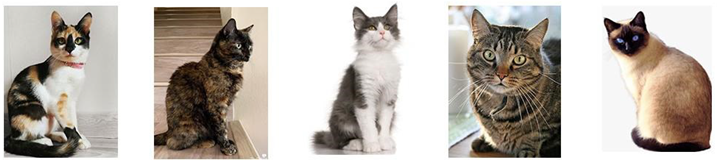 Animals 13 01963 i002 Animals 13 01963 i002