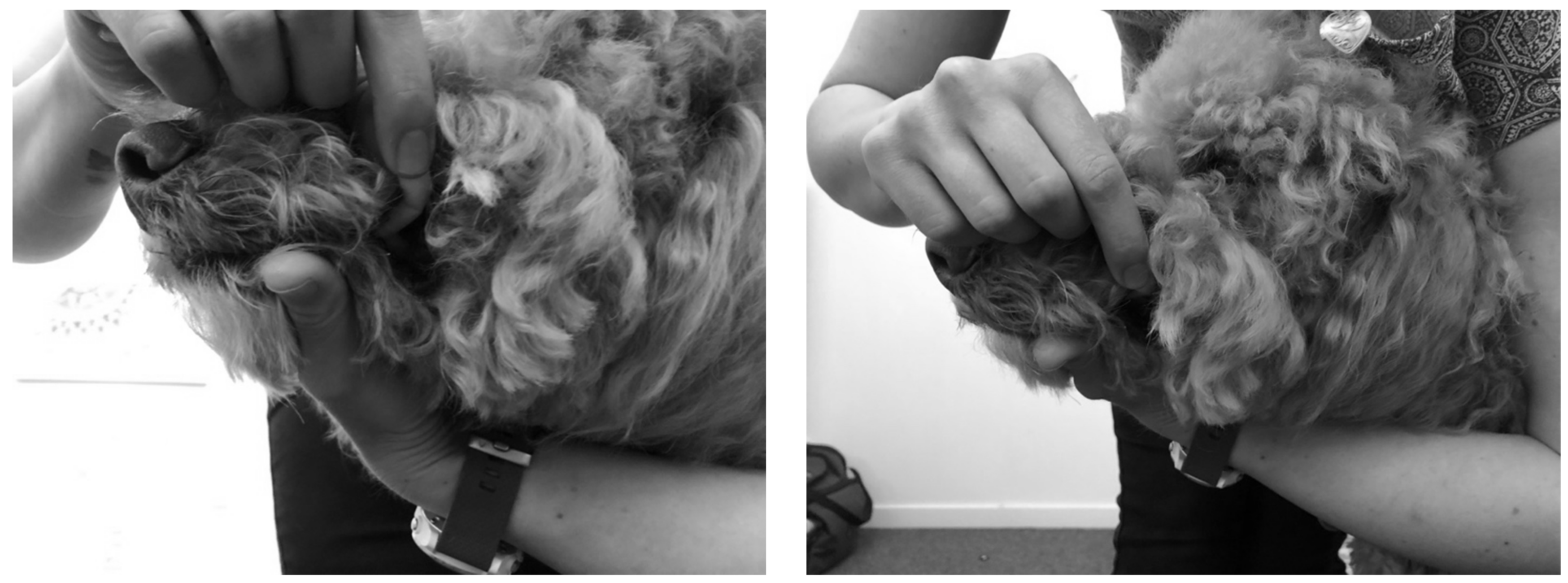 Animals 13 01965 g001