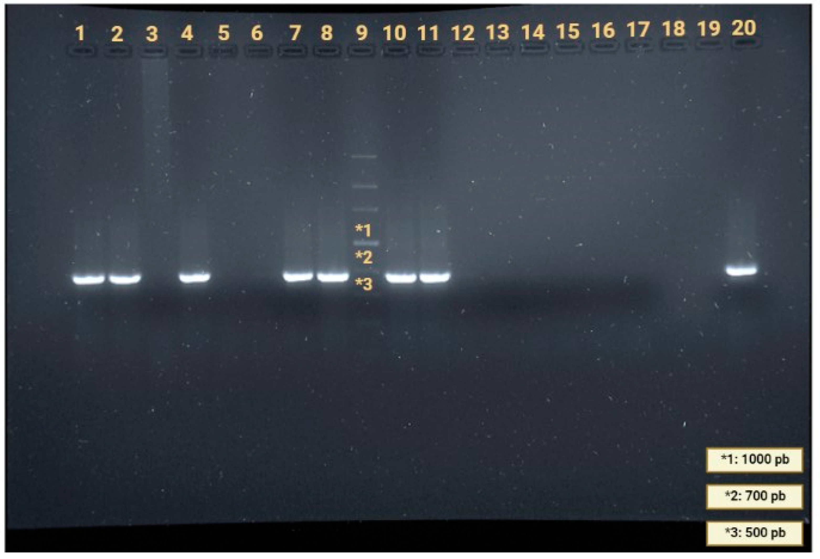 Animals 13 01969 g003 Animals 13 01969 g003