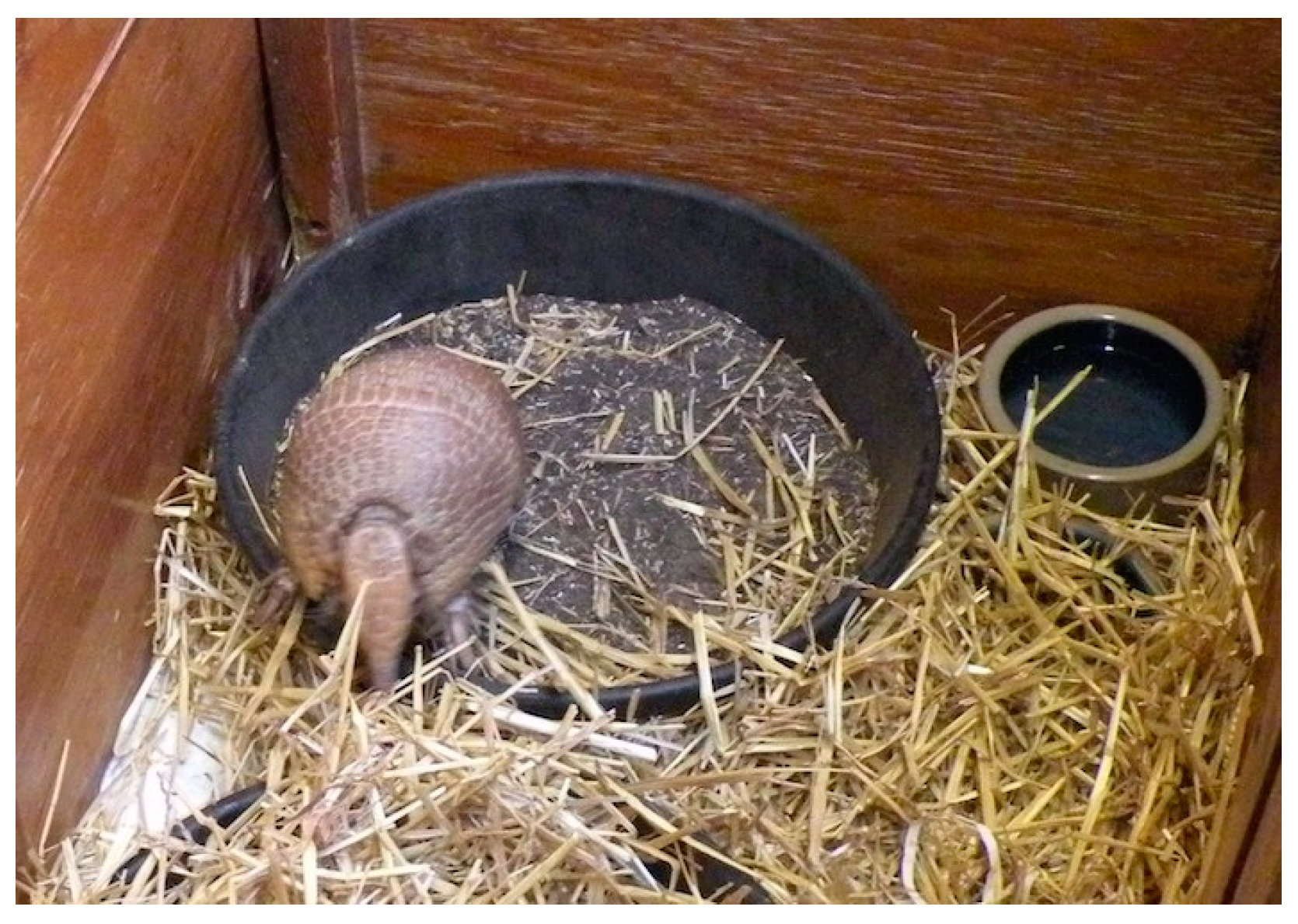 Animals 13 01975 g001 Animals 13 01975 g001