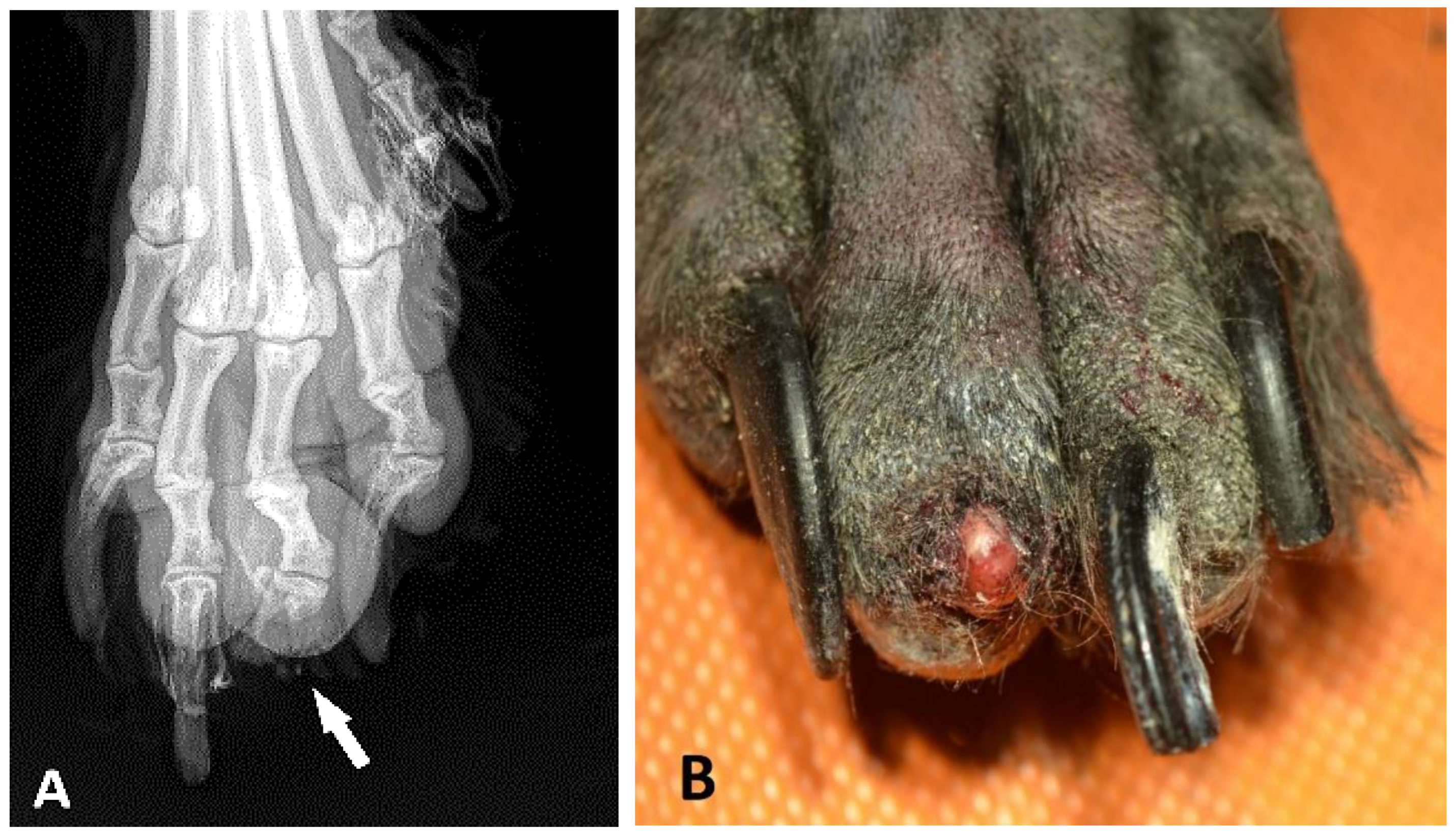 Animals 13 01990 g002