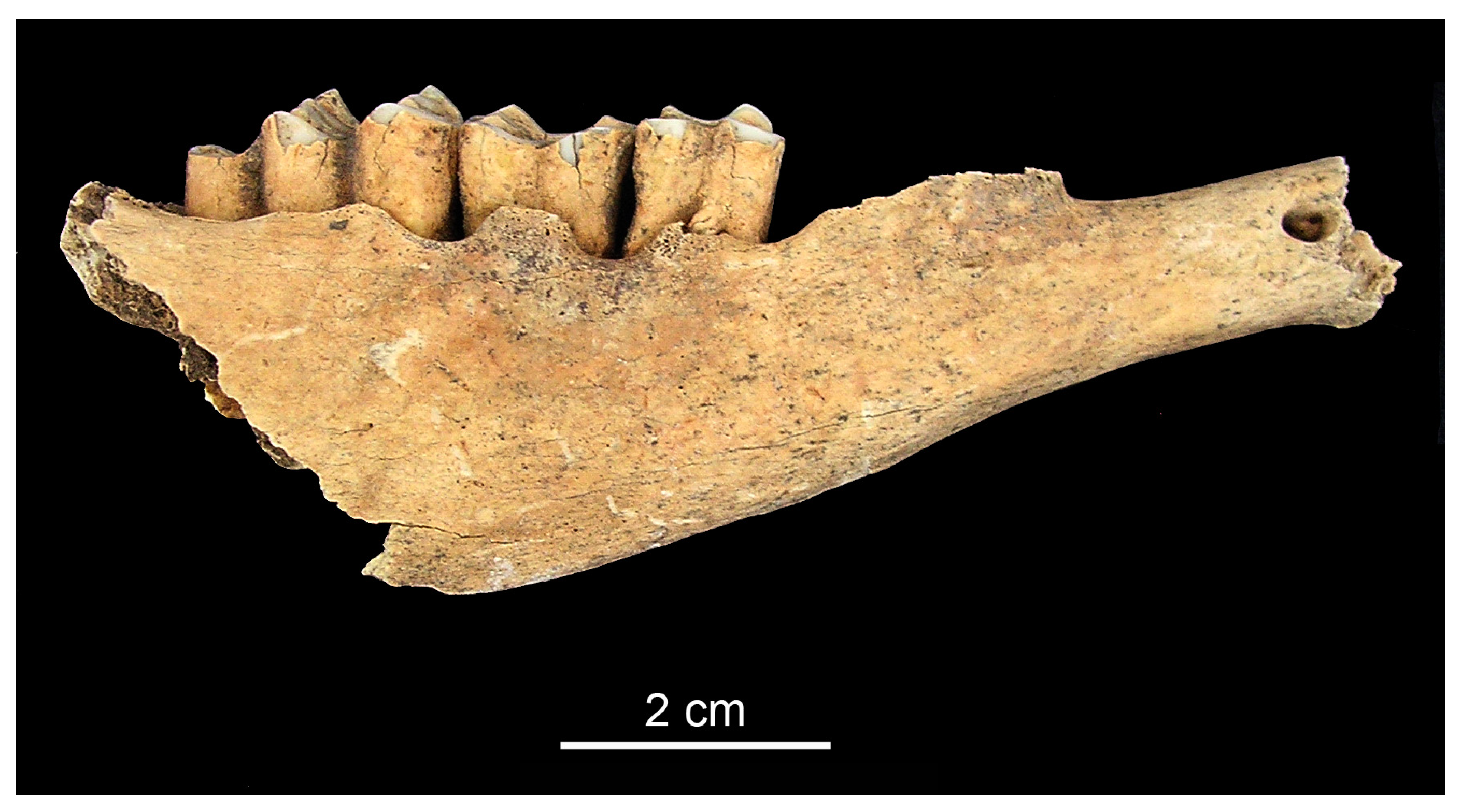 Animals 13 01994 g003 Animals 13 01994 g003