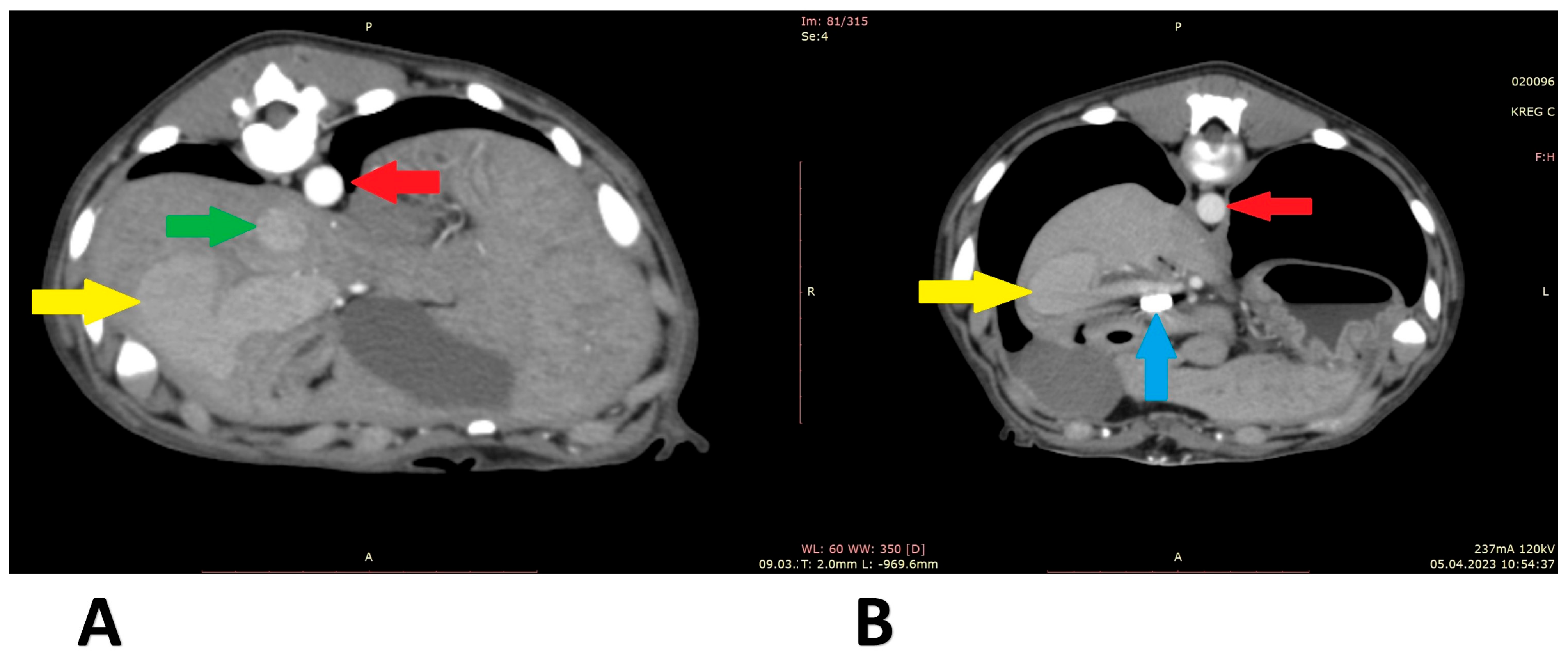 Animals 13 02004 g006